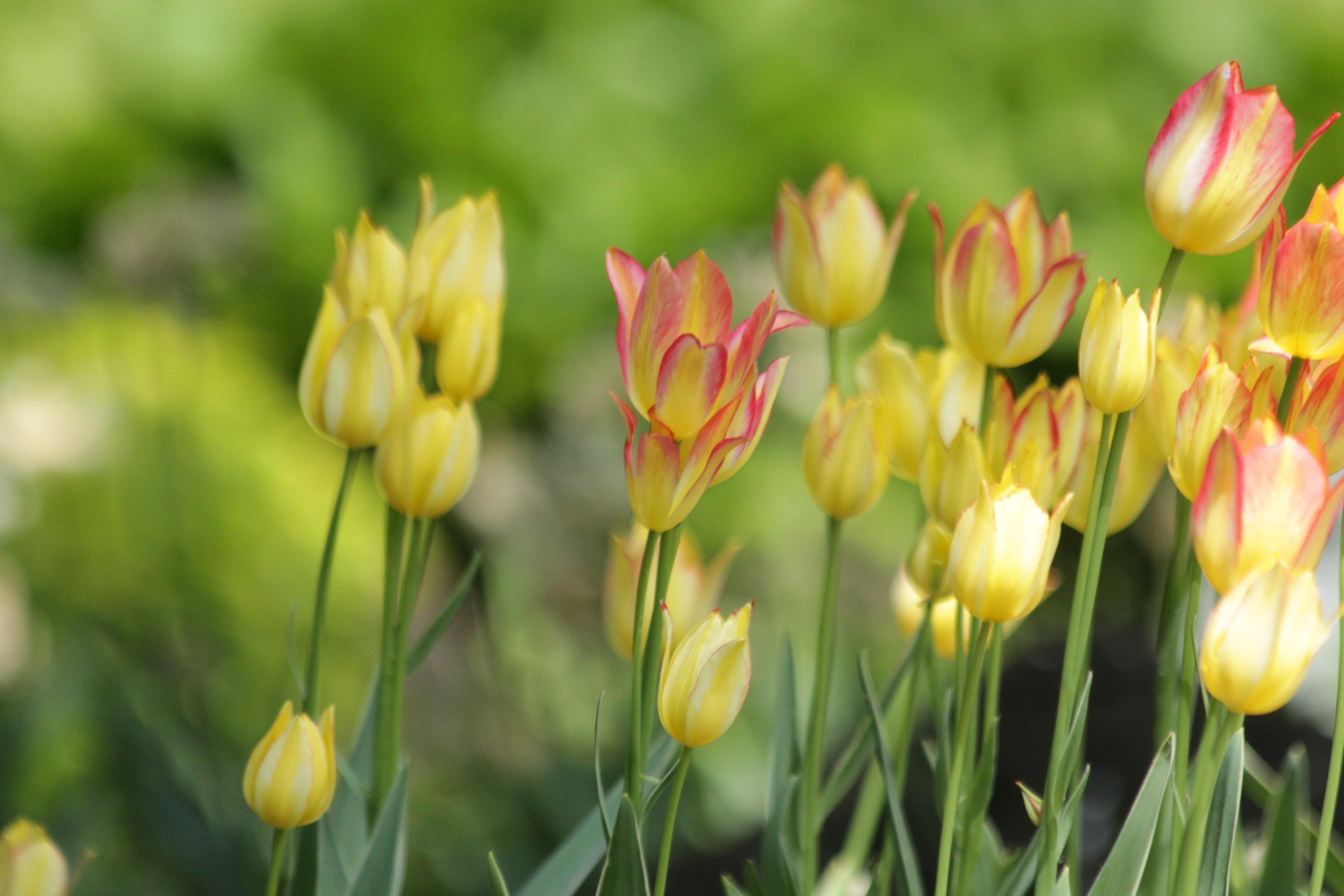 Tulip Bunchflowering Antoinette from Leo Berbee Bulb Company