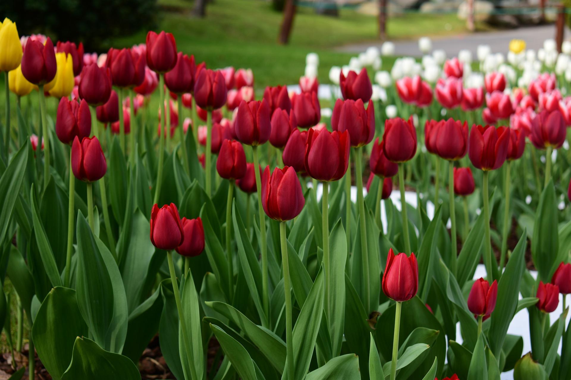 Precooled Tulips Triumph Pallada from Leo Berbee Bulb Company