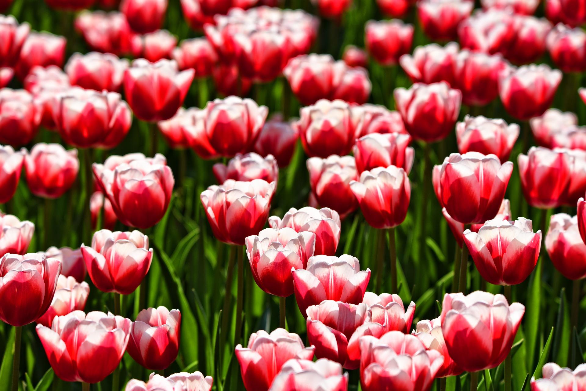 Precooled Tulips Triumph Leen Van Der Mark from Leo Berbee Bulb Company