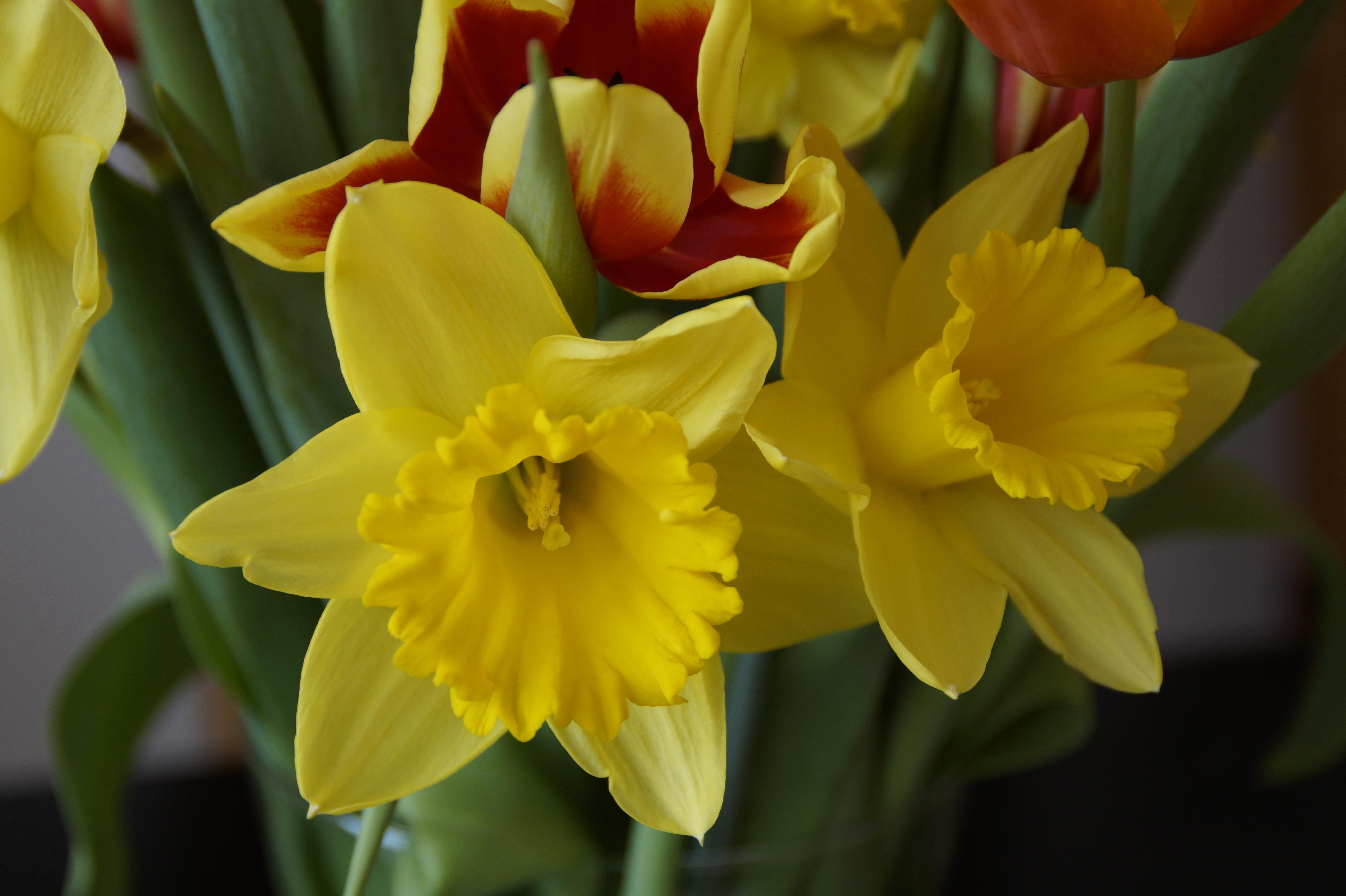 Precooled Daffodil Trumpet Dutch Master from Leo Berbee Bulb Company
