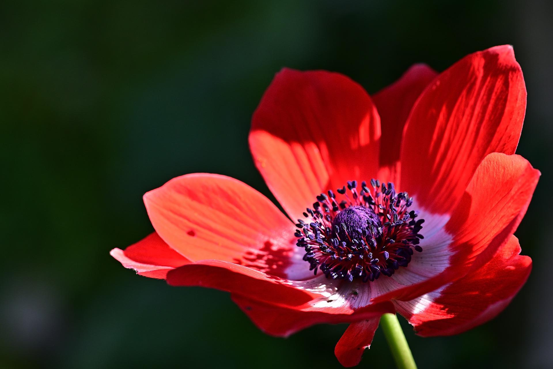 'Jerusalem Red' from Leo Bulb