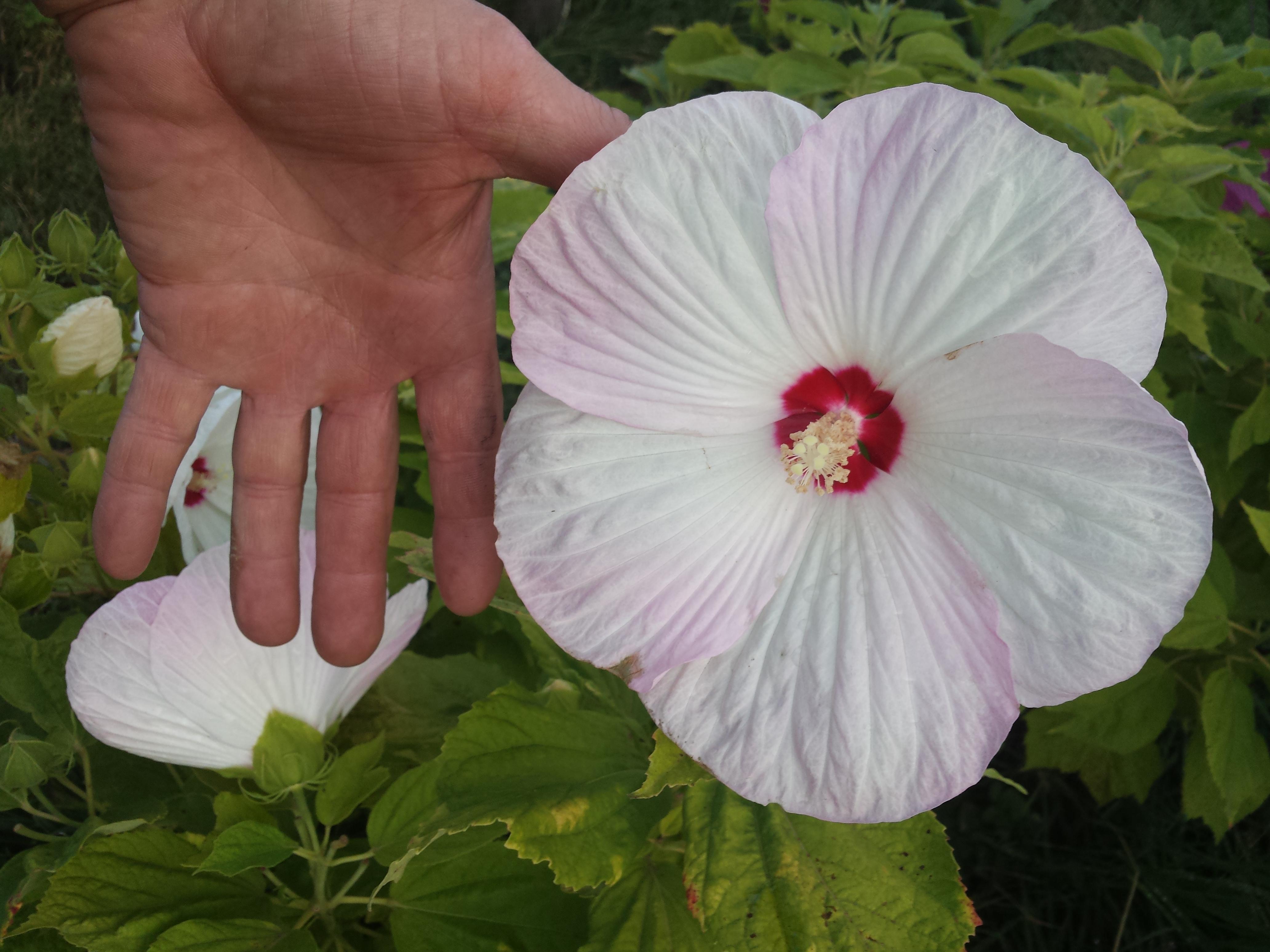 Hardy Hibiscus Luna Pink Swirl from Leo Berbee Bulb Company