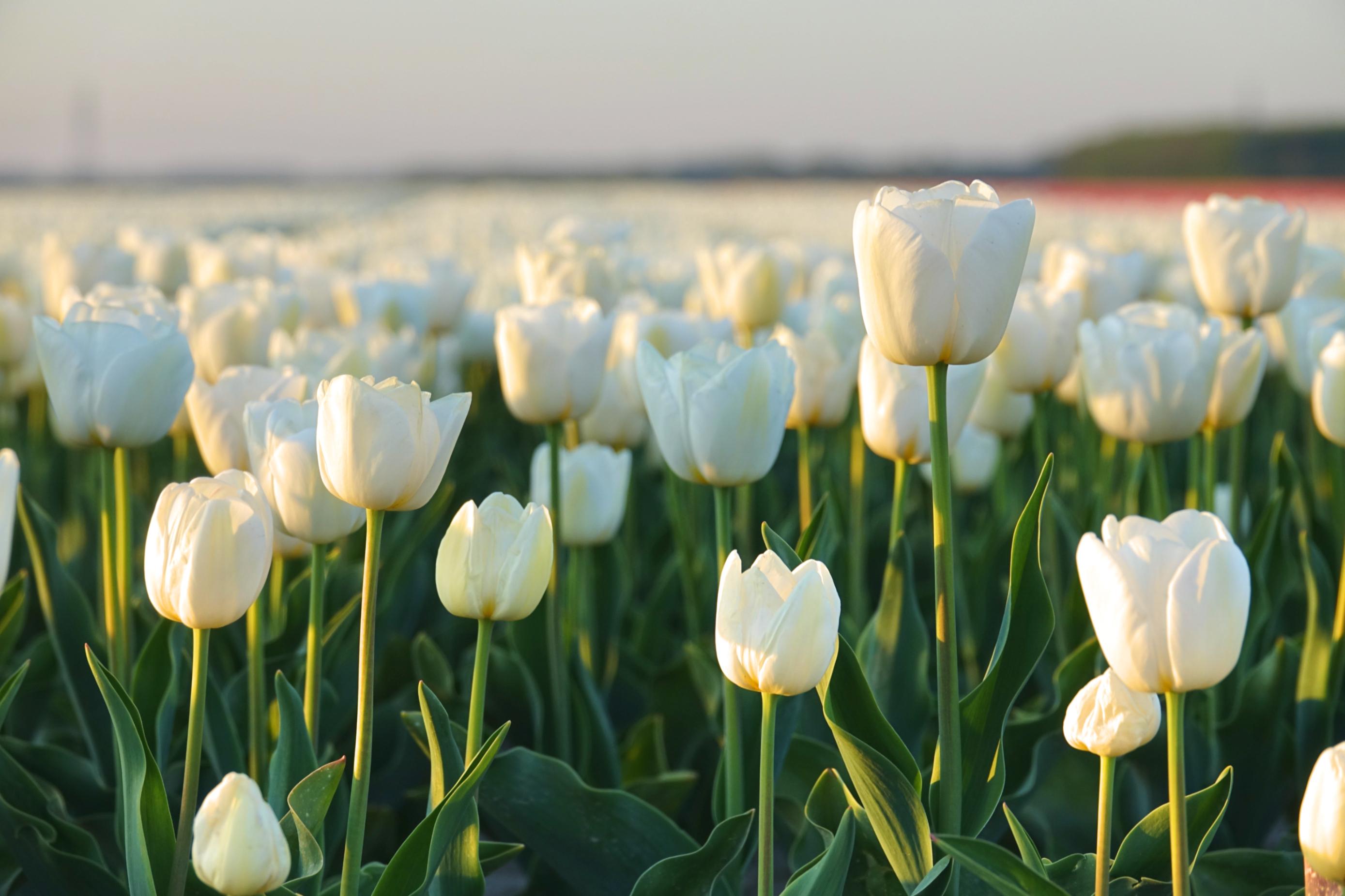 Tulip Triumph Jumbo White from Leo Berbee Bulb Company