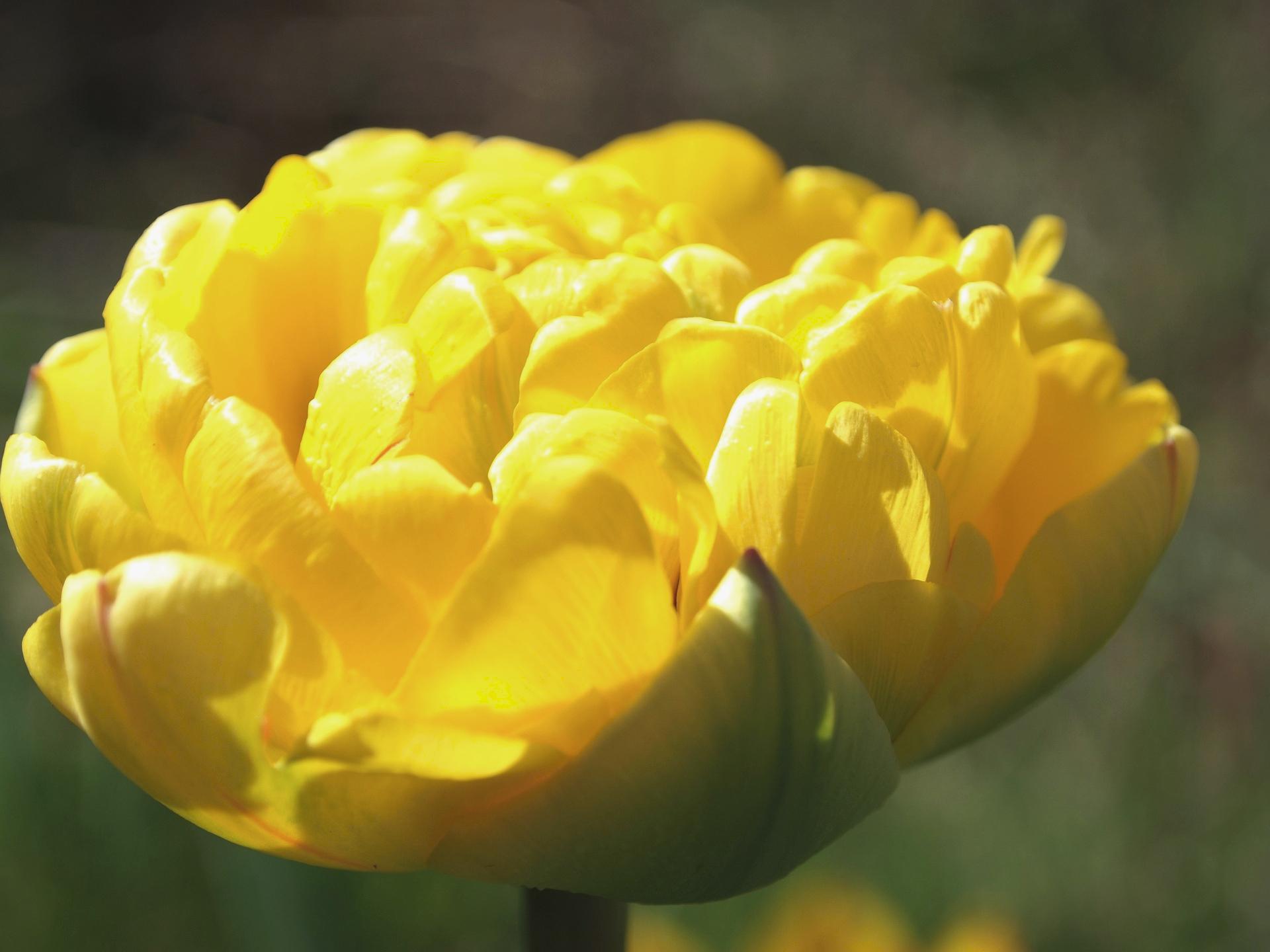 Tulip Double Late Marie Jo from Leo Berbee Bulb Company