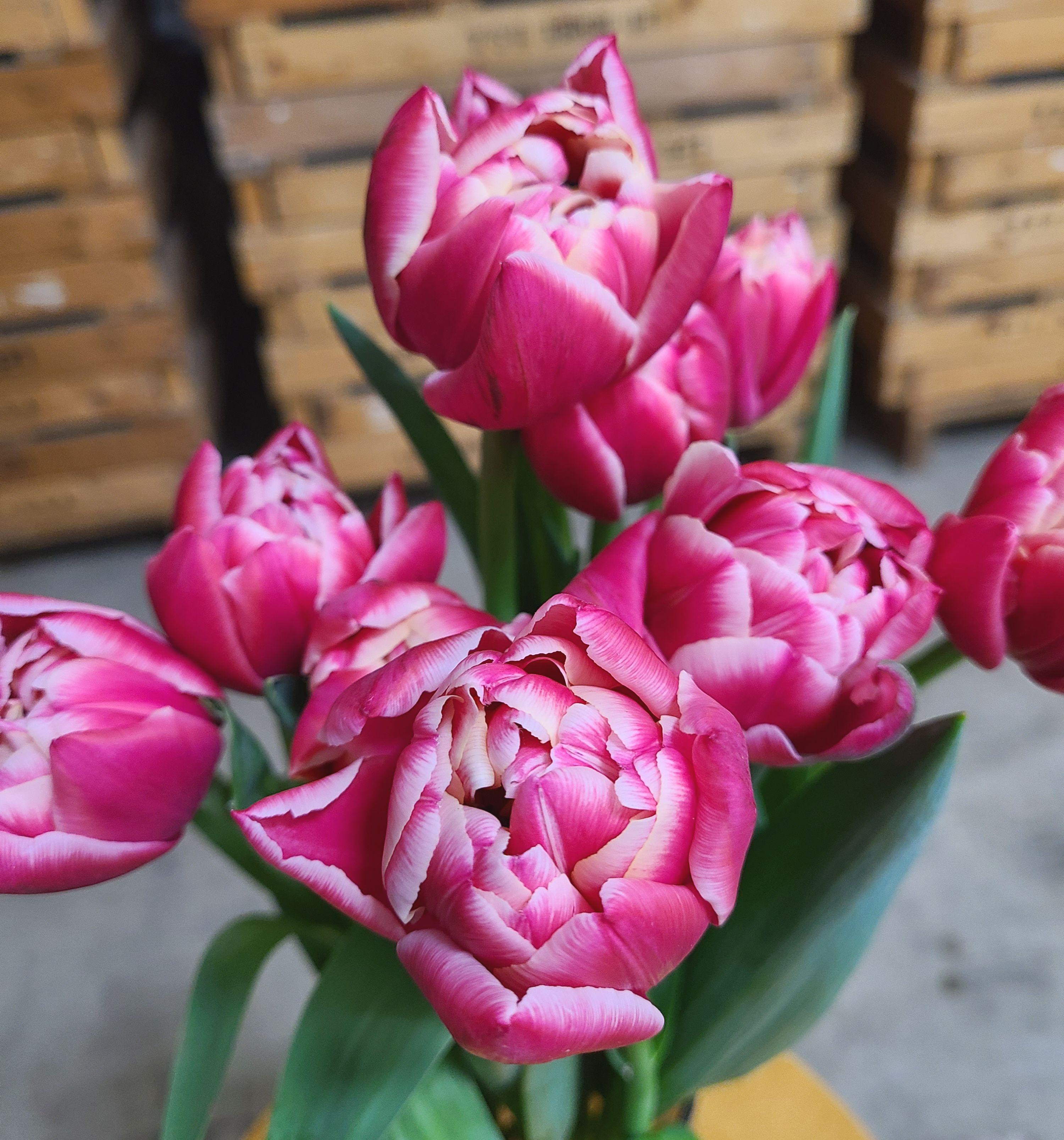 Precooled Tulips Double Early Columbus from Leo Berbee Bulb Company
