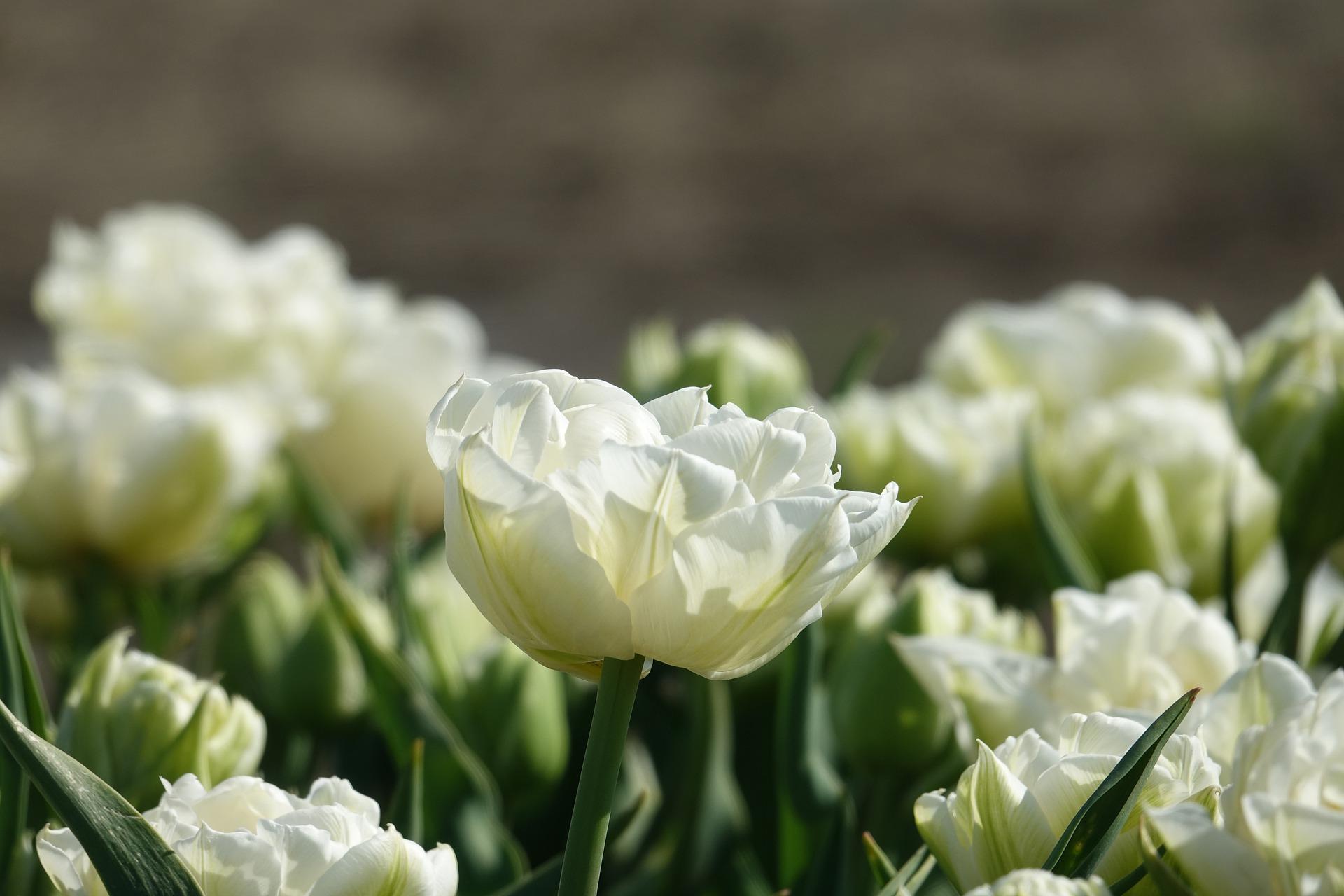Precooled Tulips Double Early Mondial from Leo Berbee Bulb Company
