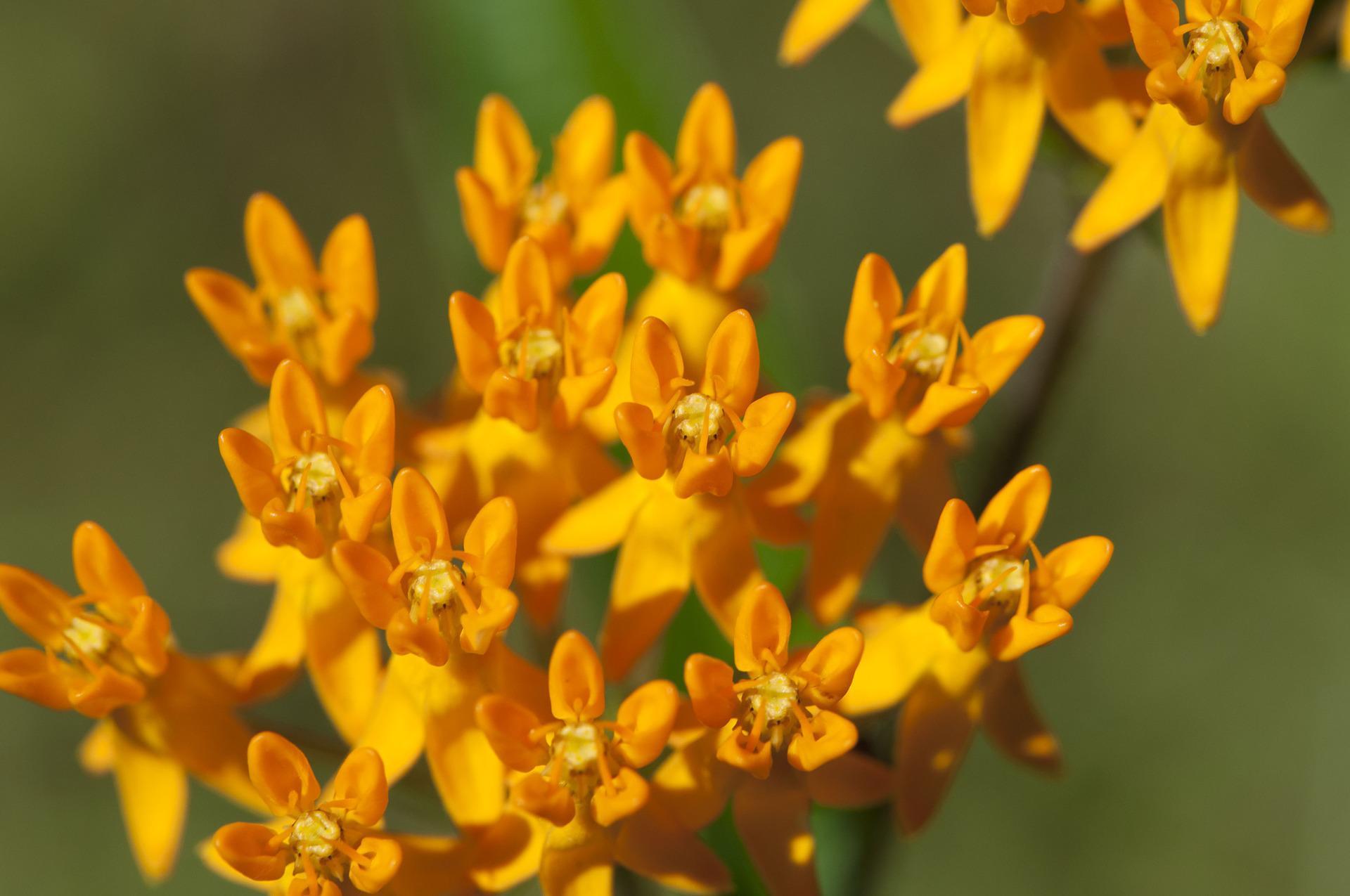 Asclepias Tuberosa from Leo Berbee Bulb Company