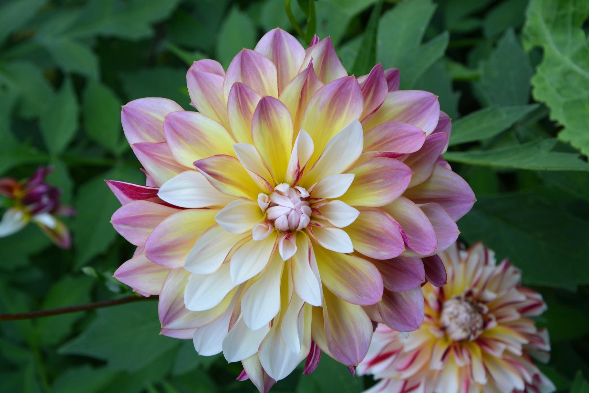 Dahlia Decorative Caribbean Fantasy from Leo Berbee Bulb Company