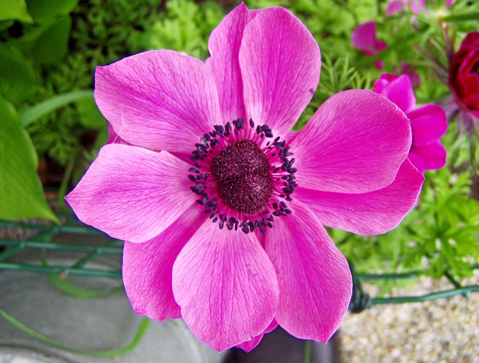 Anemone Meron Pink from Leo Berbee Bulb Company