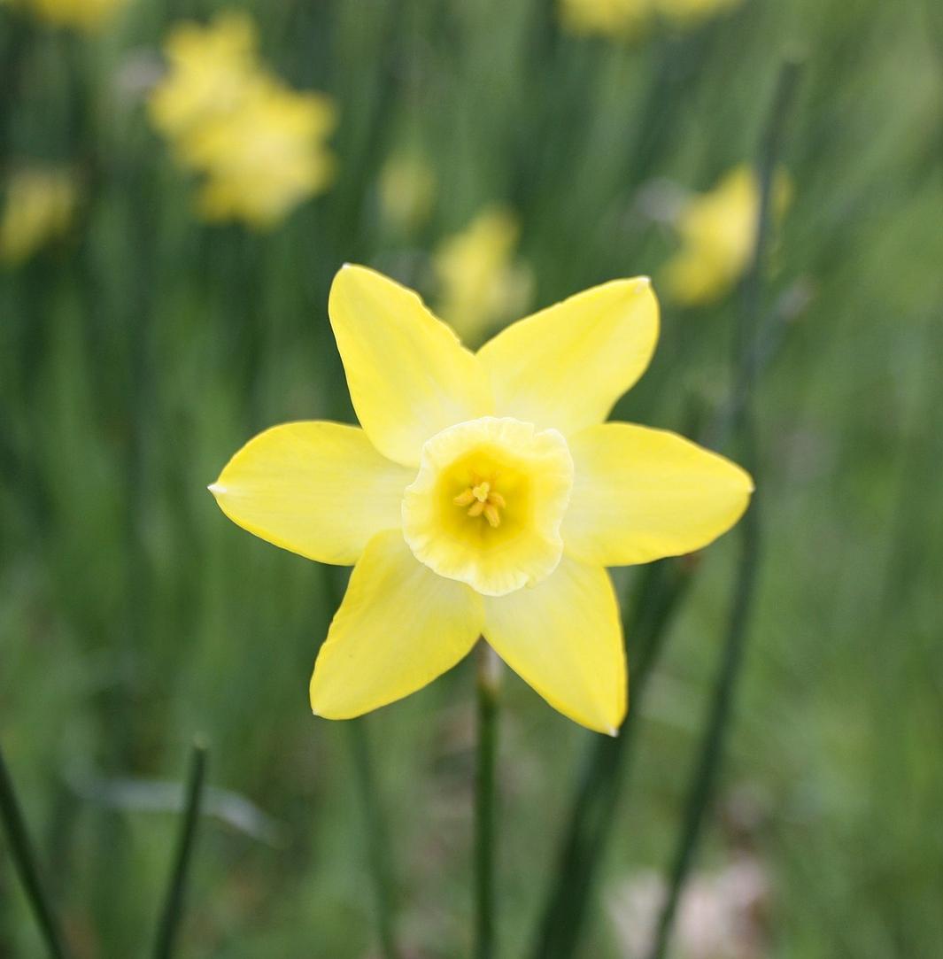 Narcissus Daffodil Plants For Sale | Wholesale Nursery Co