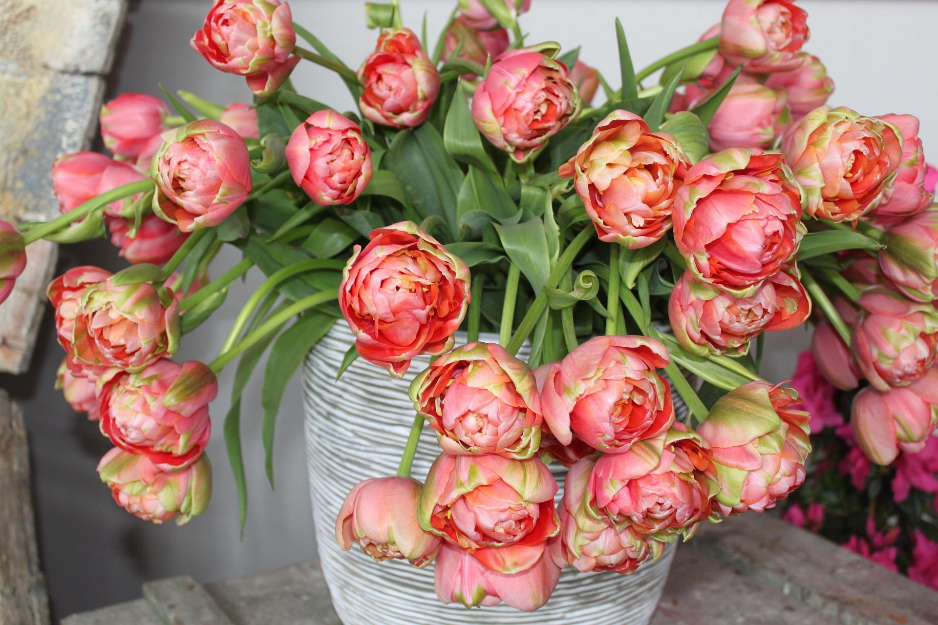 Precooled Tulips Double Late Renown Unique from Leo Berbee Bulb Company
