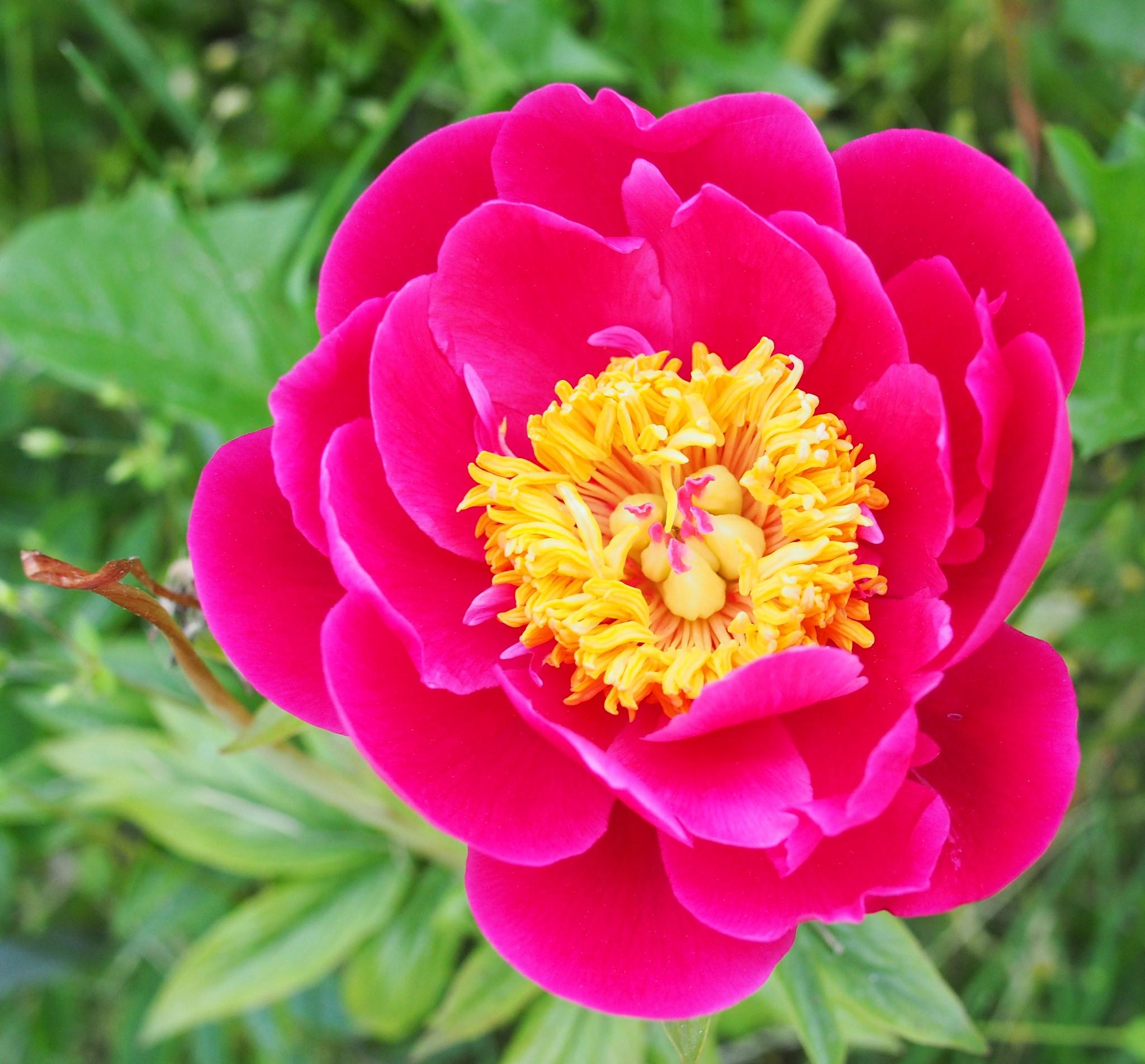 Peony lactiflora Paula Fay from Leo Berbee Bulb Company