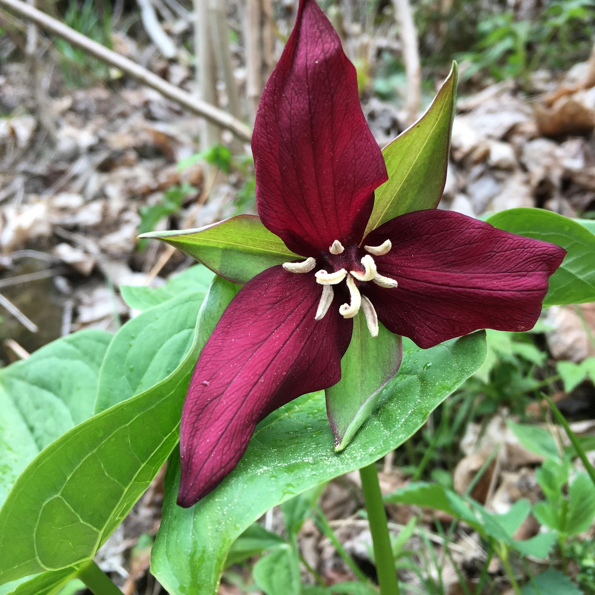 Trillium Erectum from Leo Berbee Bulb Company