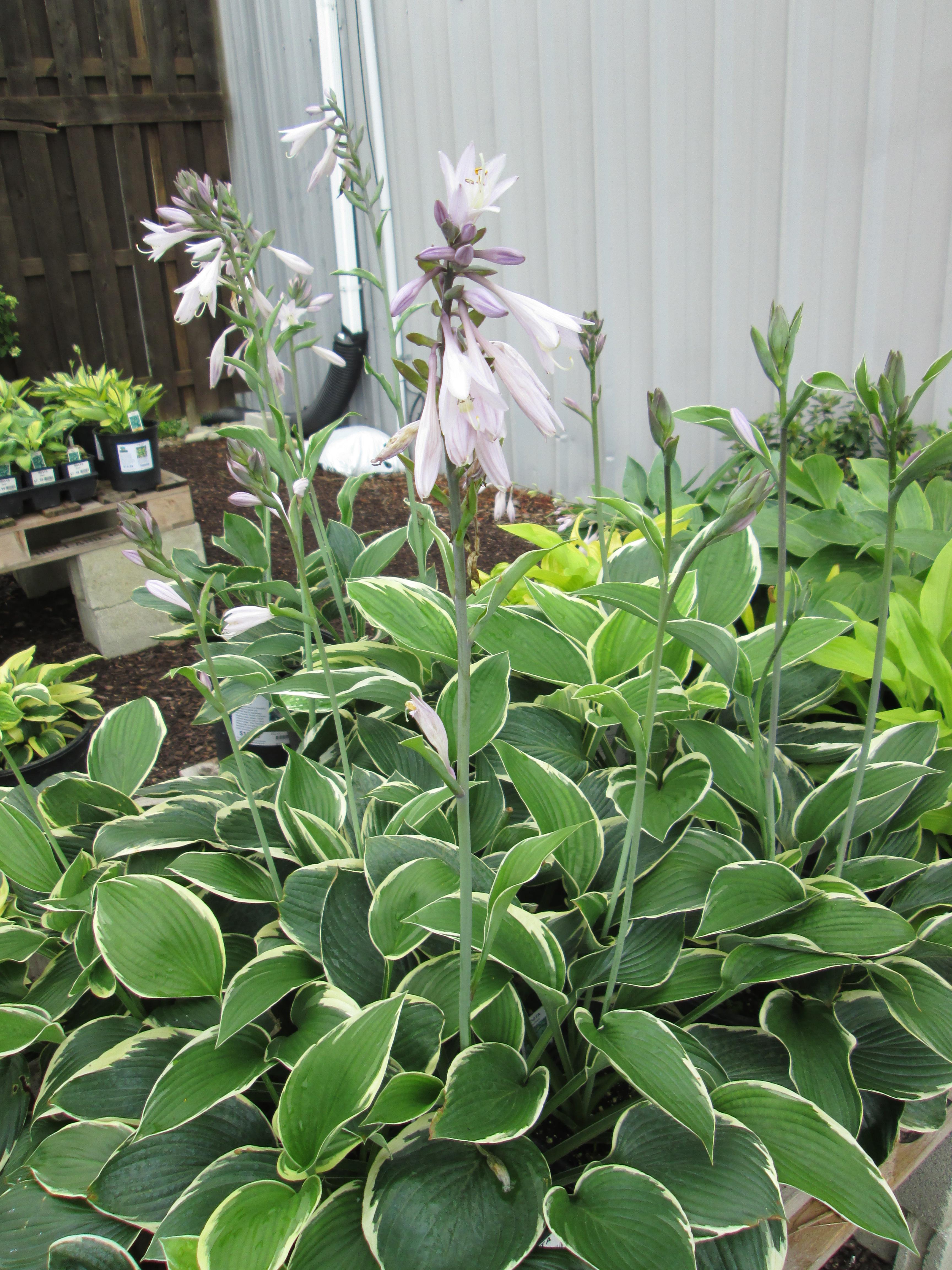 Hosta Francee from Leo Berbee Bulb Company