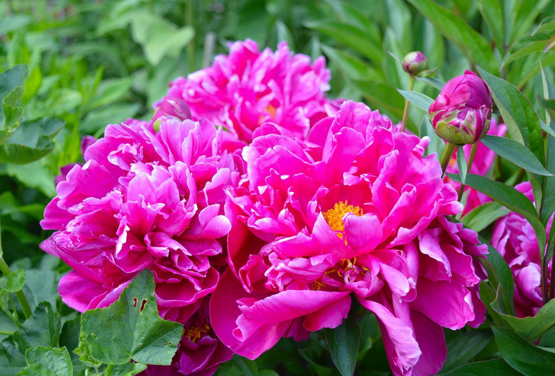 Peony lactiflora 'Karl Rosenfeld' Peony from Leo Berbee Bulb Company