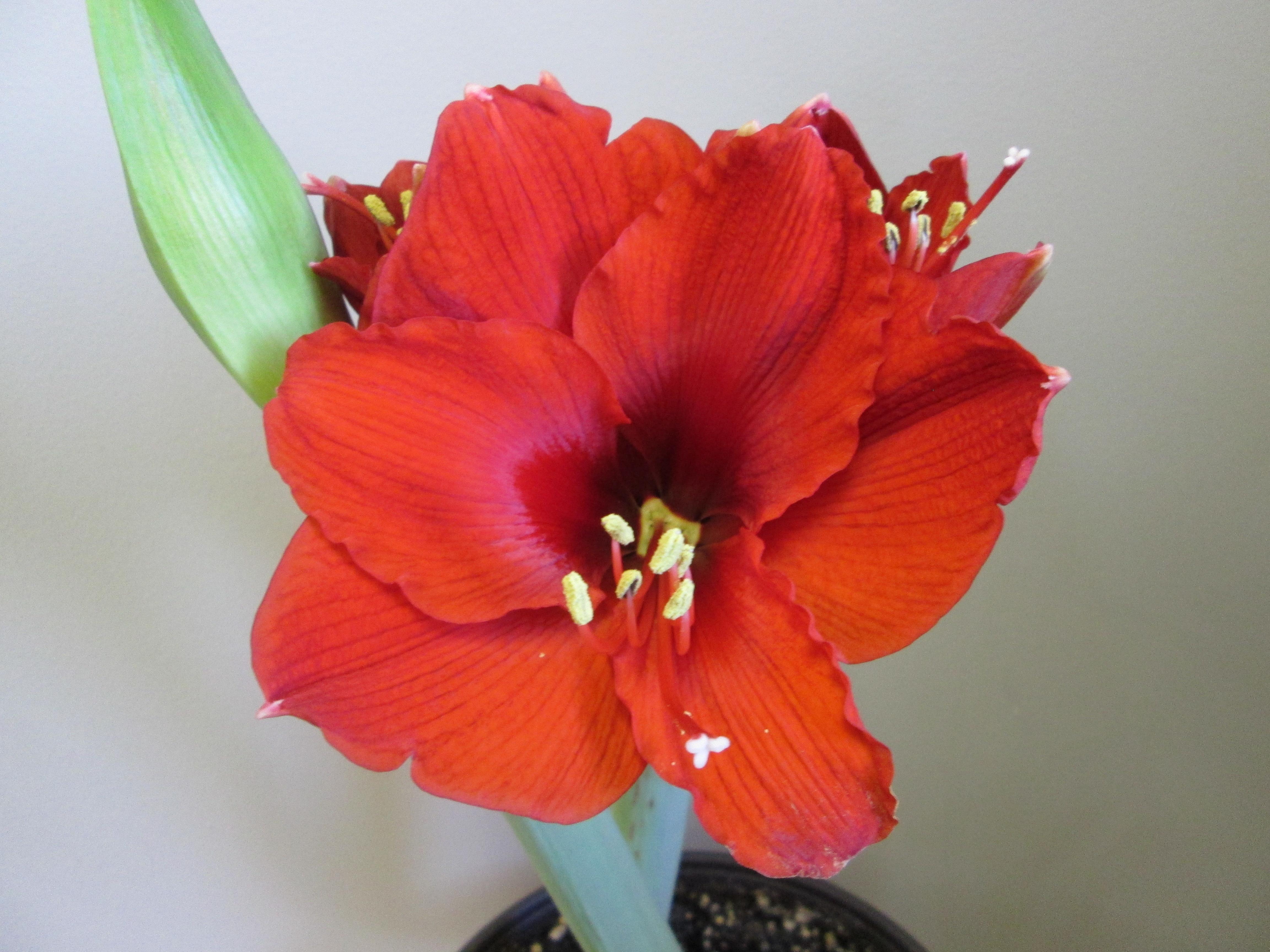 Hippeastrum Holland Ludwig's Goliath from Leo Berbee Bulb Company