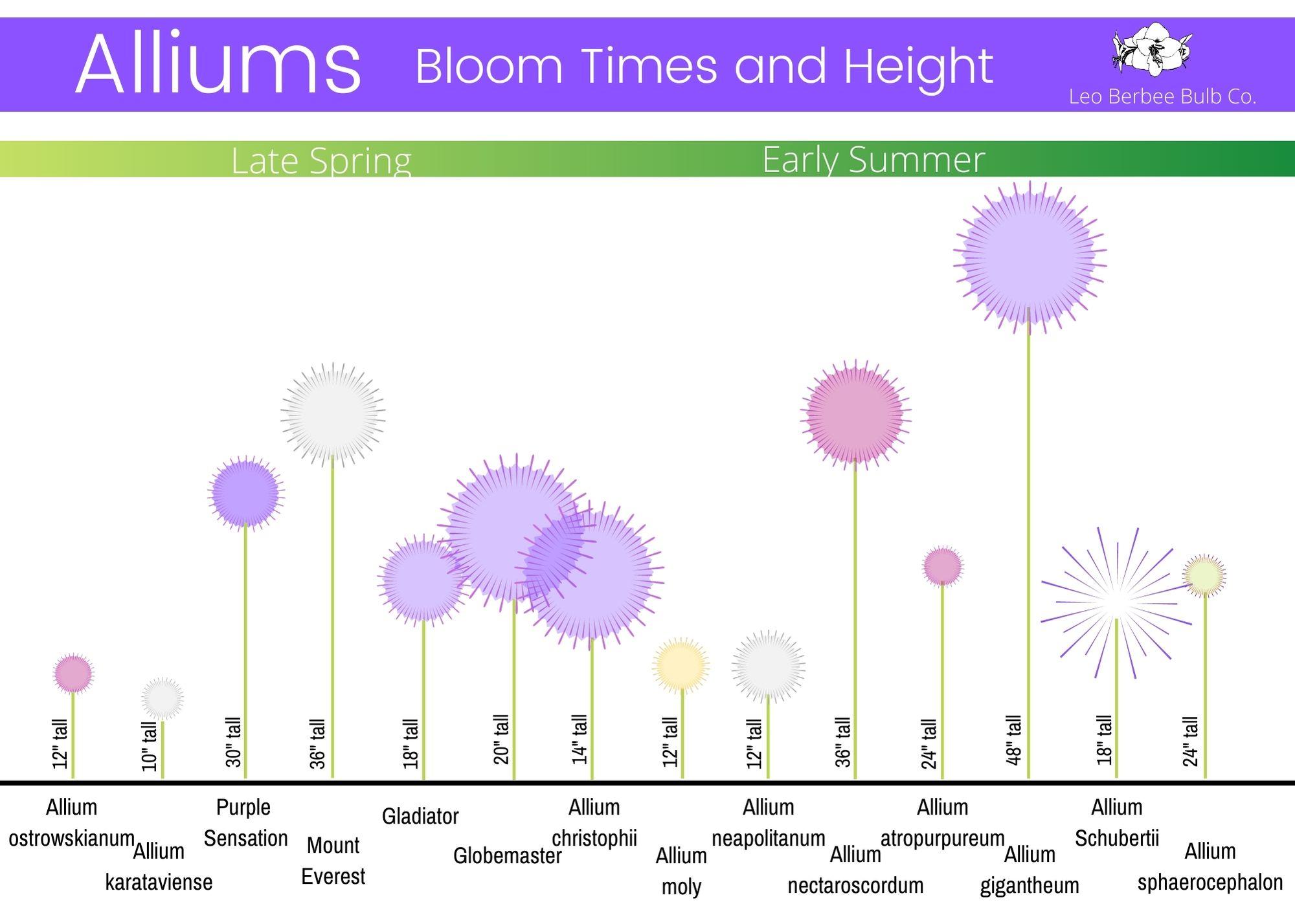 Allium Gigantheum from Leo Berbee Bulb Company