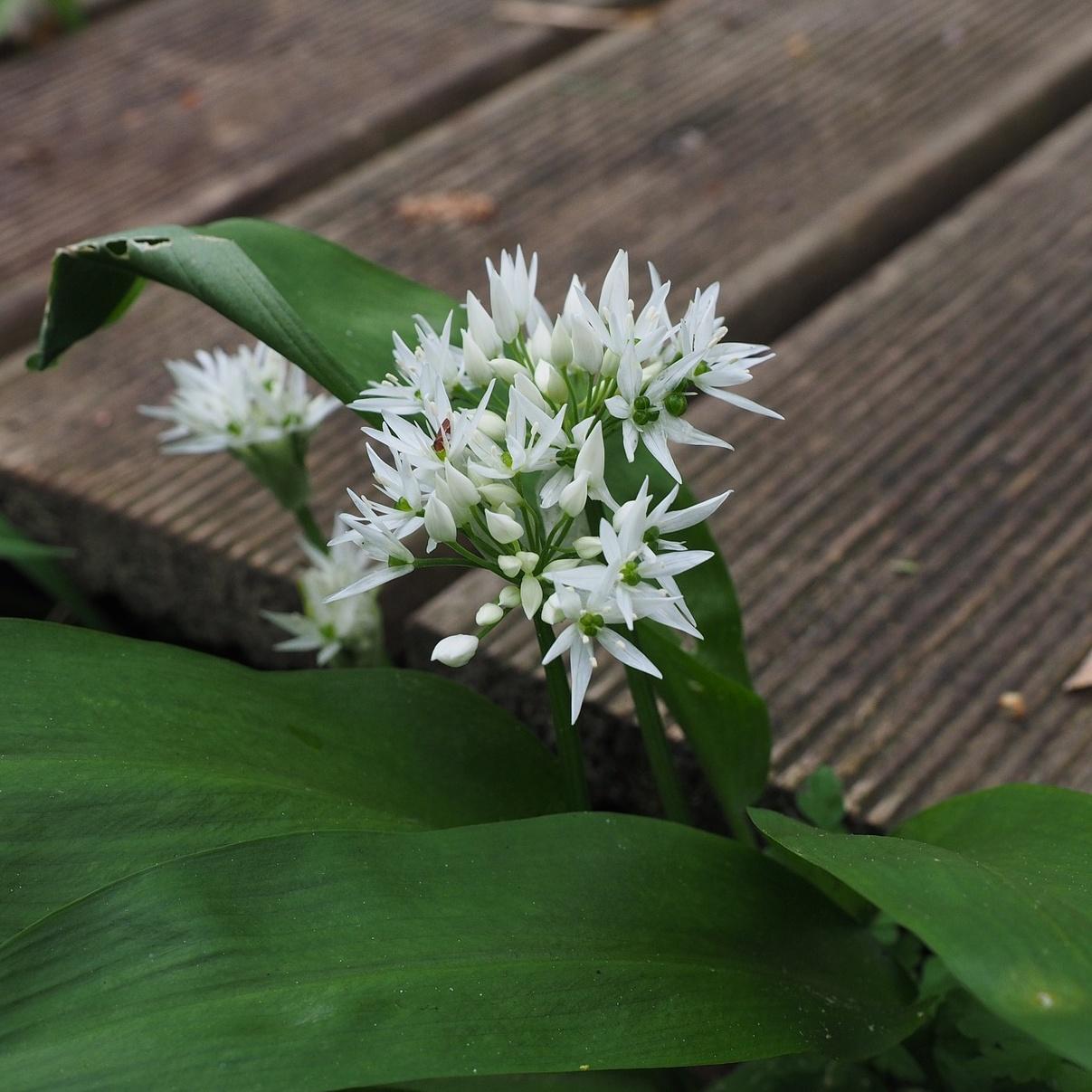 Allium Neapolitanum from Leo Berbee Bulb Company
