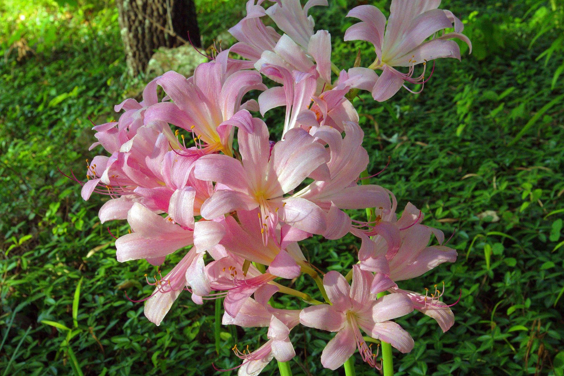 Lycoris Squamigera from Leo Berbee Bulb Company