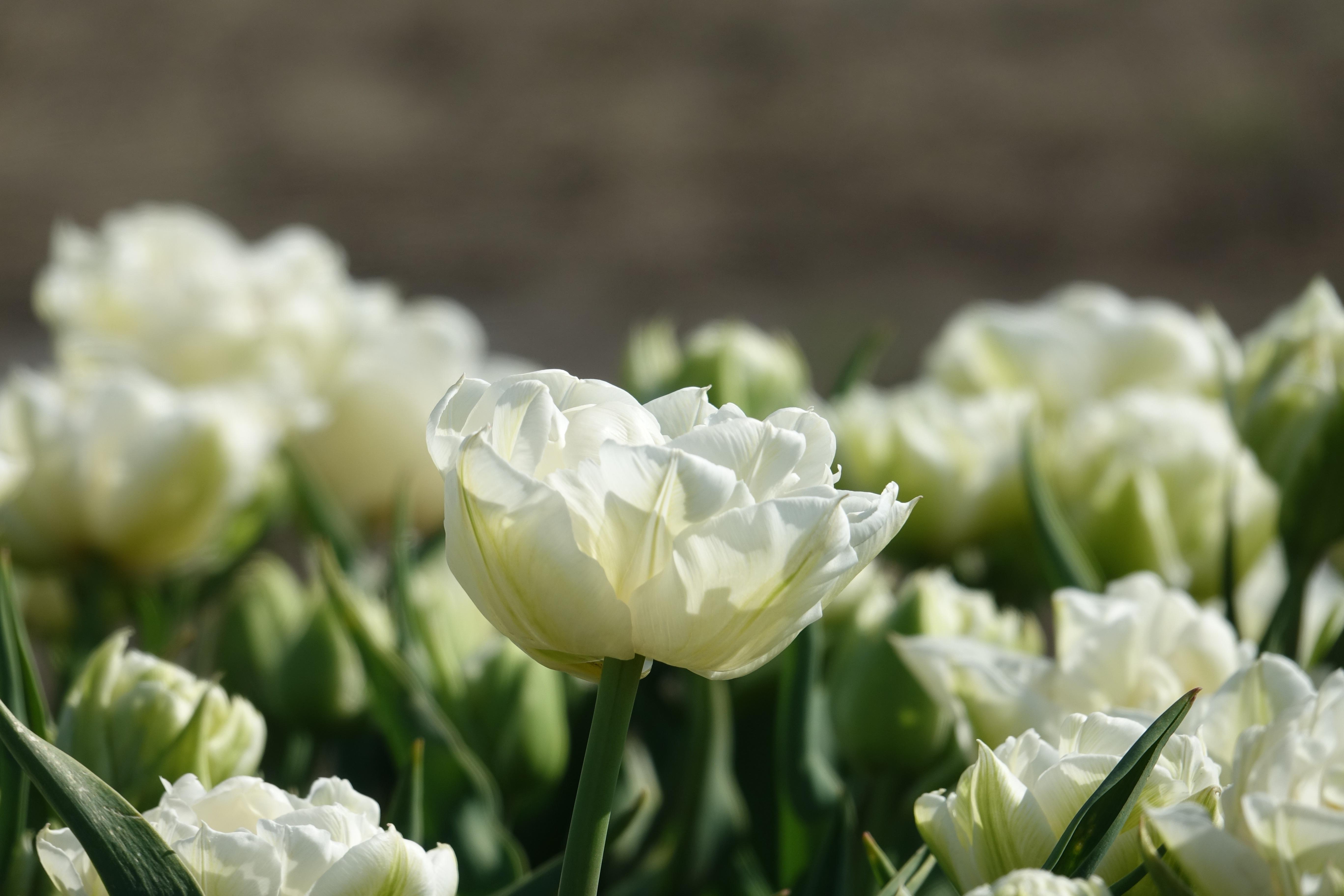 Tulip Double Late Mount Tacoma from Leo Berbee Bulb Company