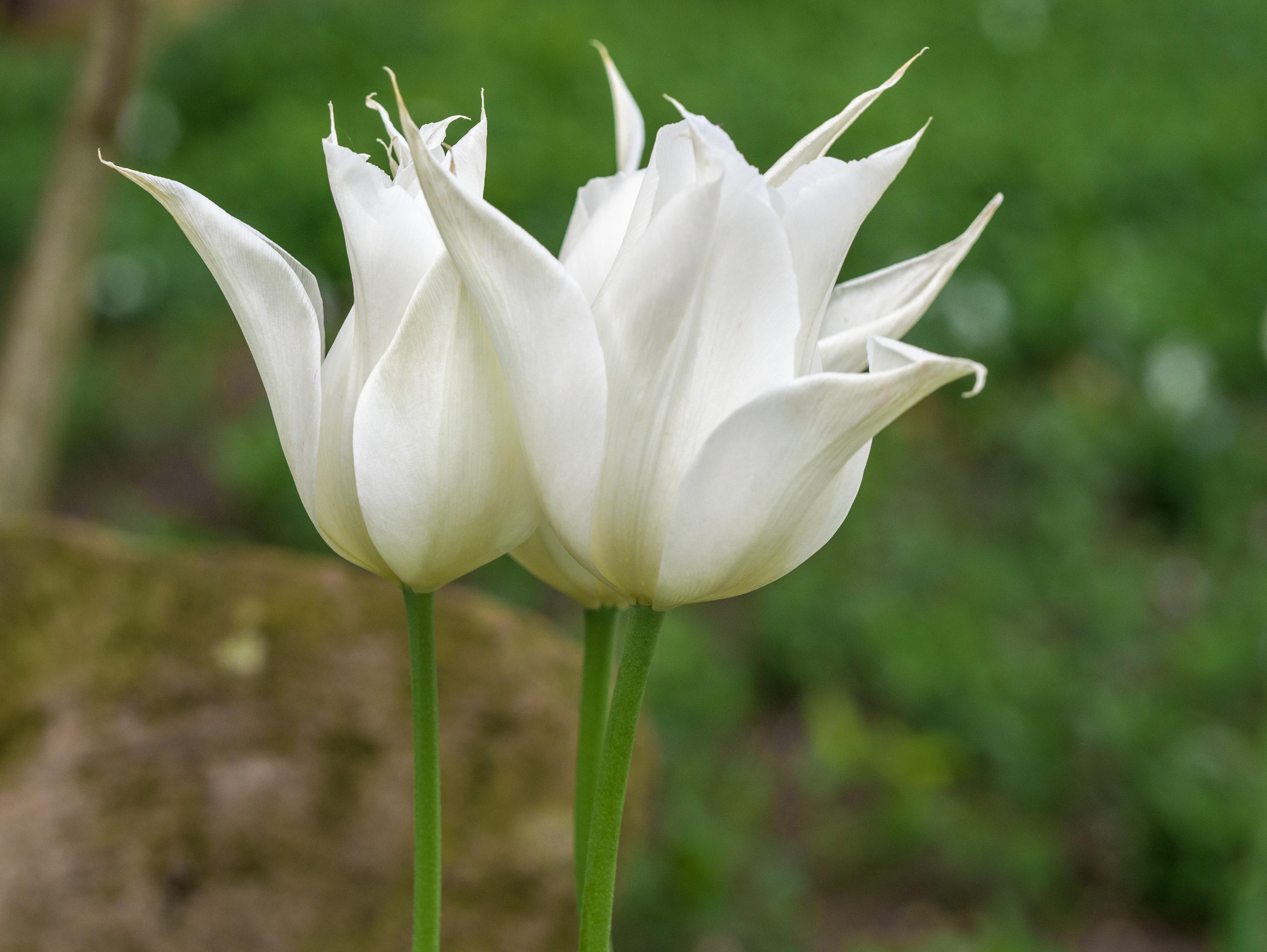 Tulip Lily Flowering 'White Triumphator' Tulip from Leo Berbee Bulb Company