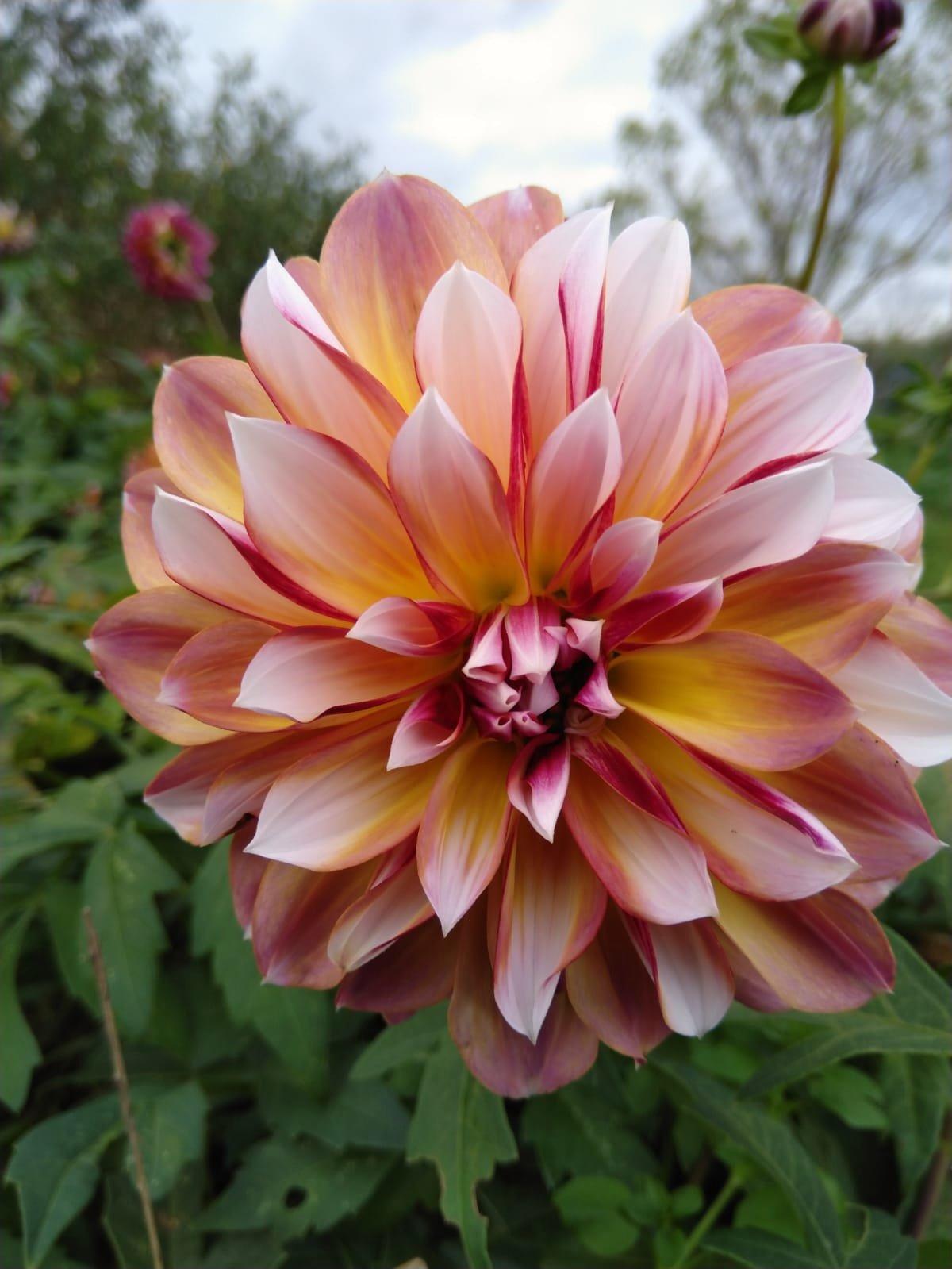 Dahlia Decorative Caribbean Fantasy from Leo Berbee Bulb Company
