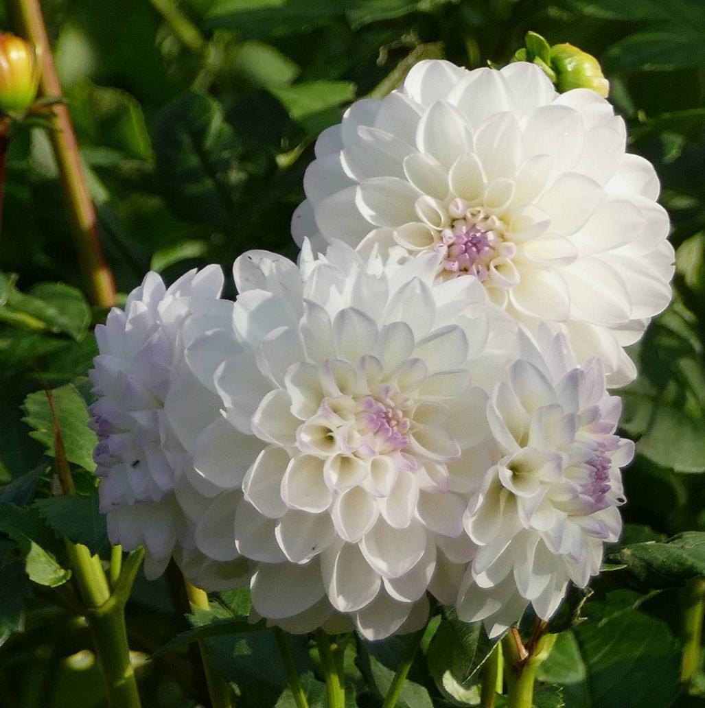Dahlia Decorative Wittem from Leo Berbee Bulb Company