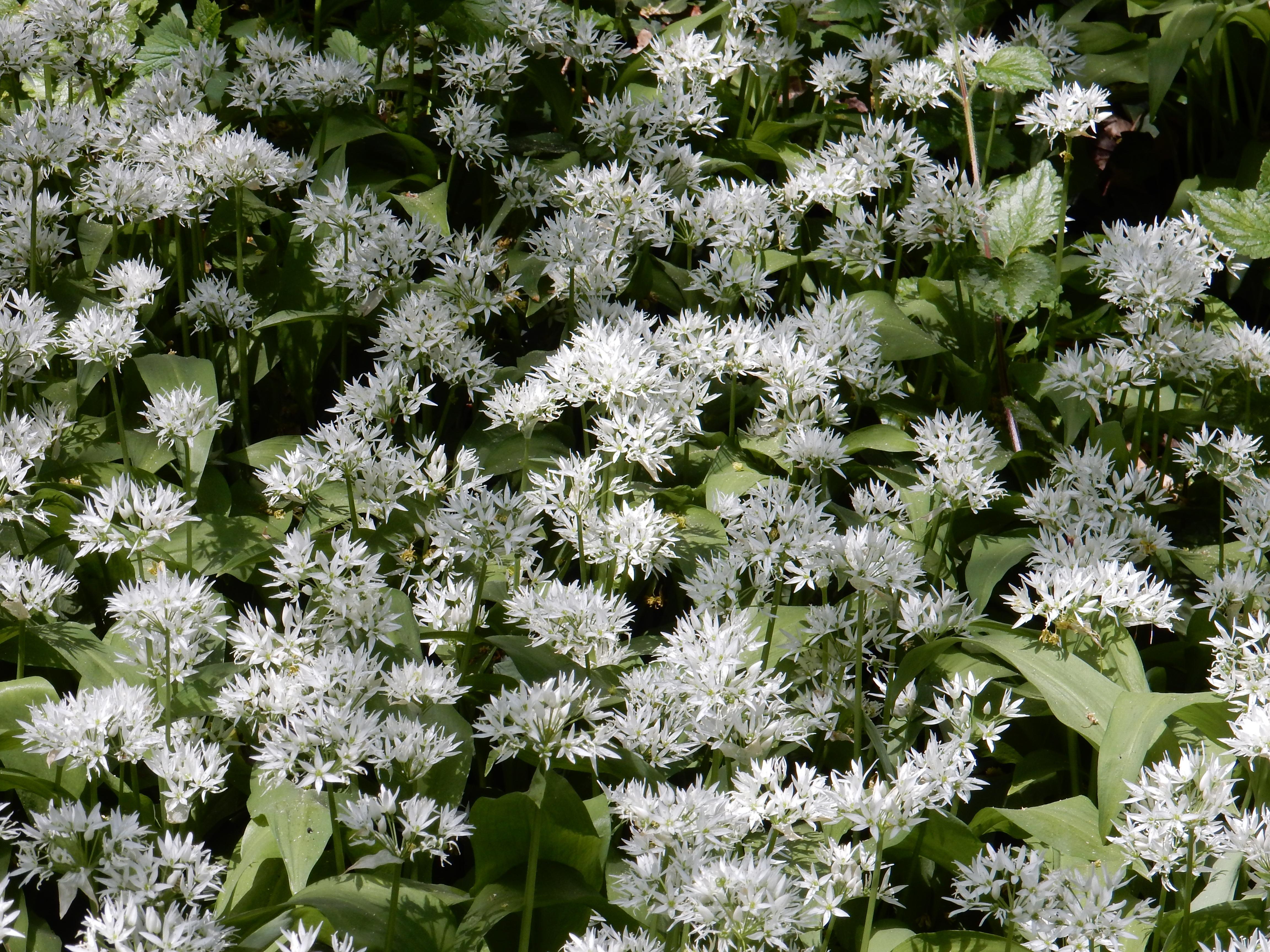 Allium Neapolitanum from Leo Berbee Bulb Company