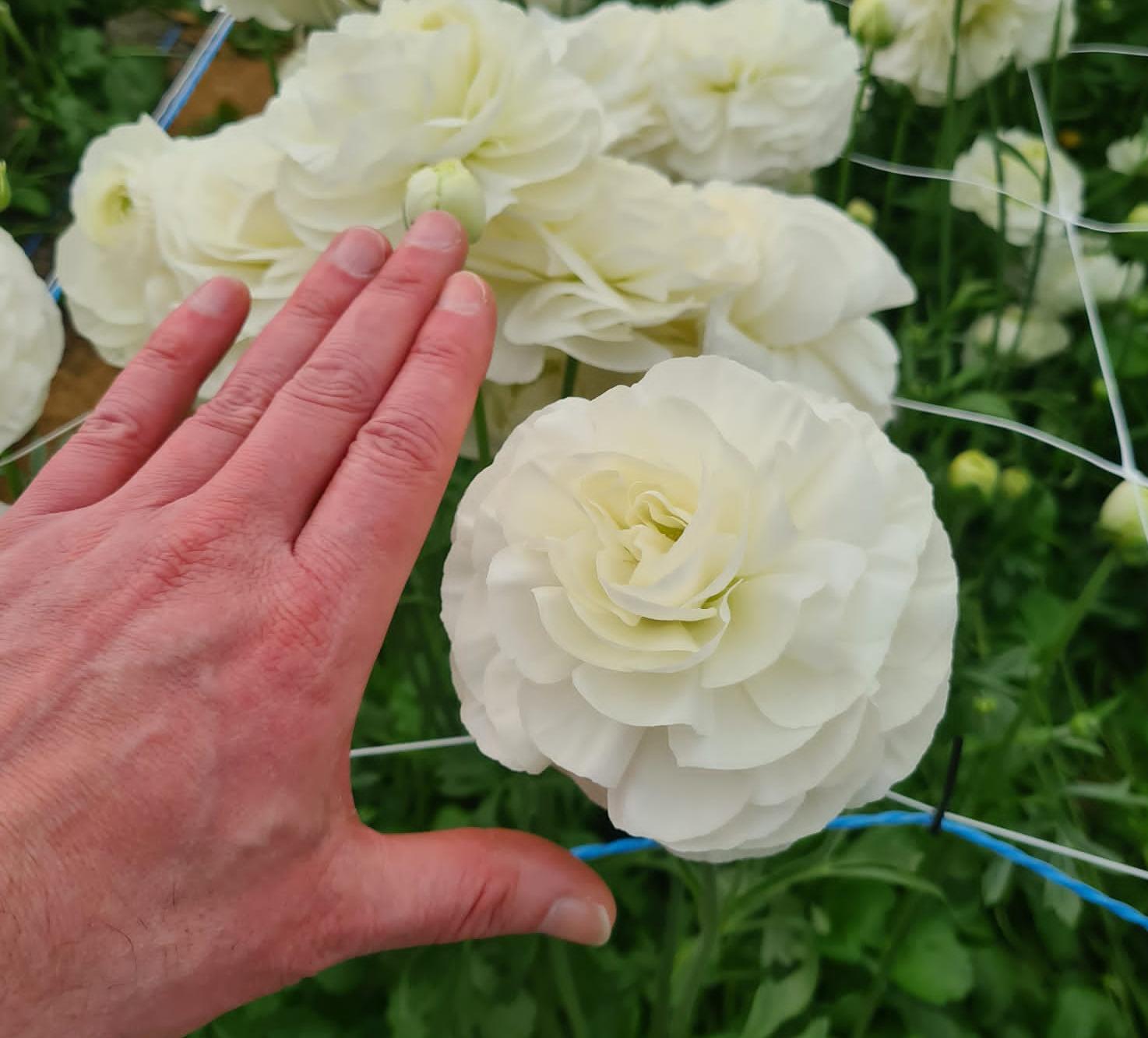 Ranunculus Romance Perigord from Leo Berbee Bulb Company