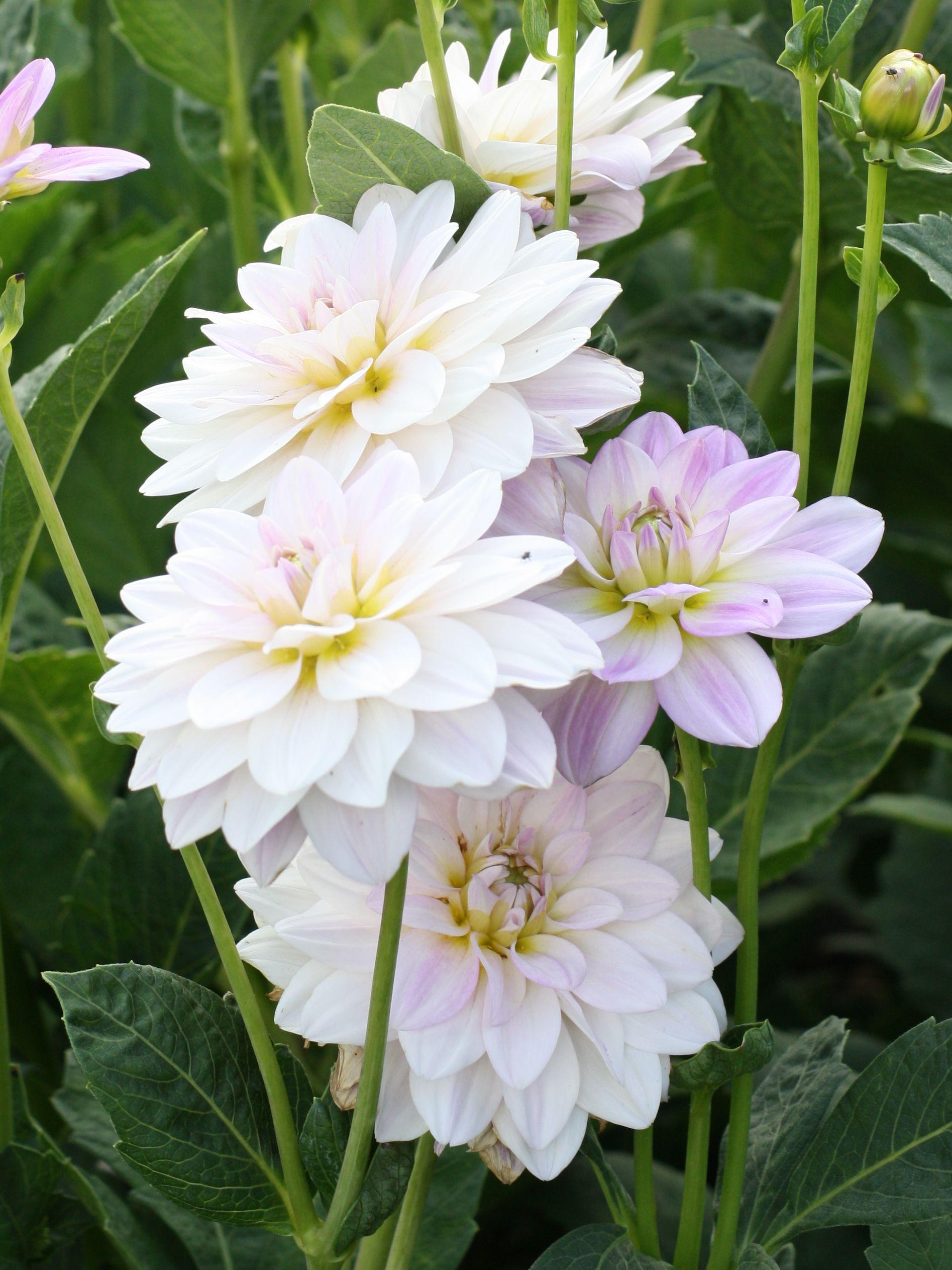 Dahlia Decorative Wittem from Leo Berbee Bulb Company