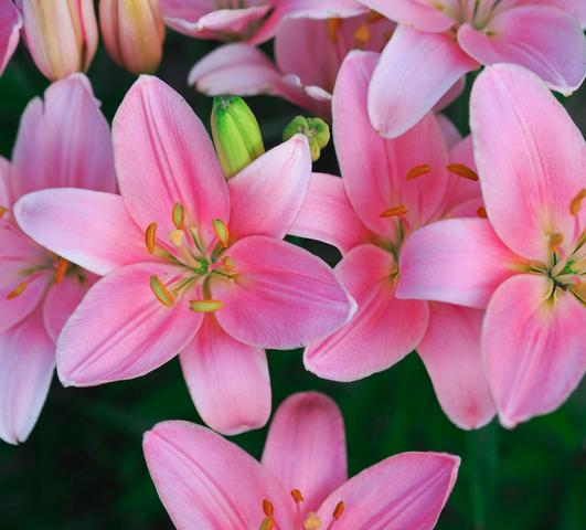 Lilies Asiatic Foxtrot (Pot Lilies (Avail. for Immediate Shipping))