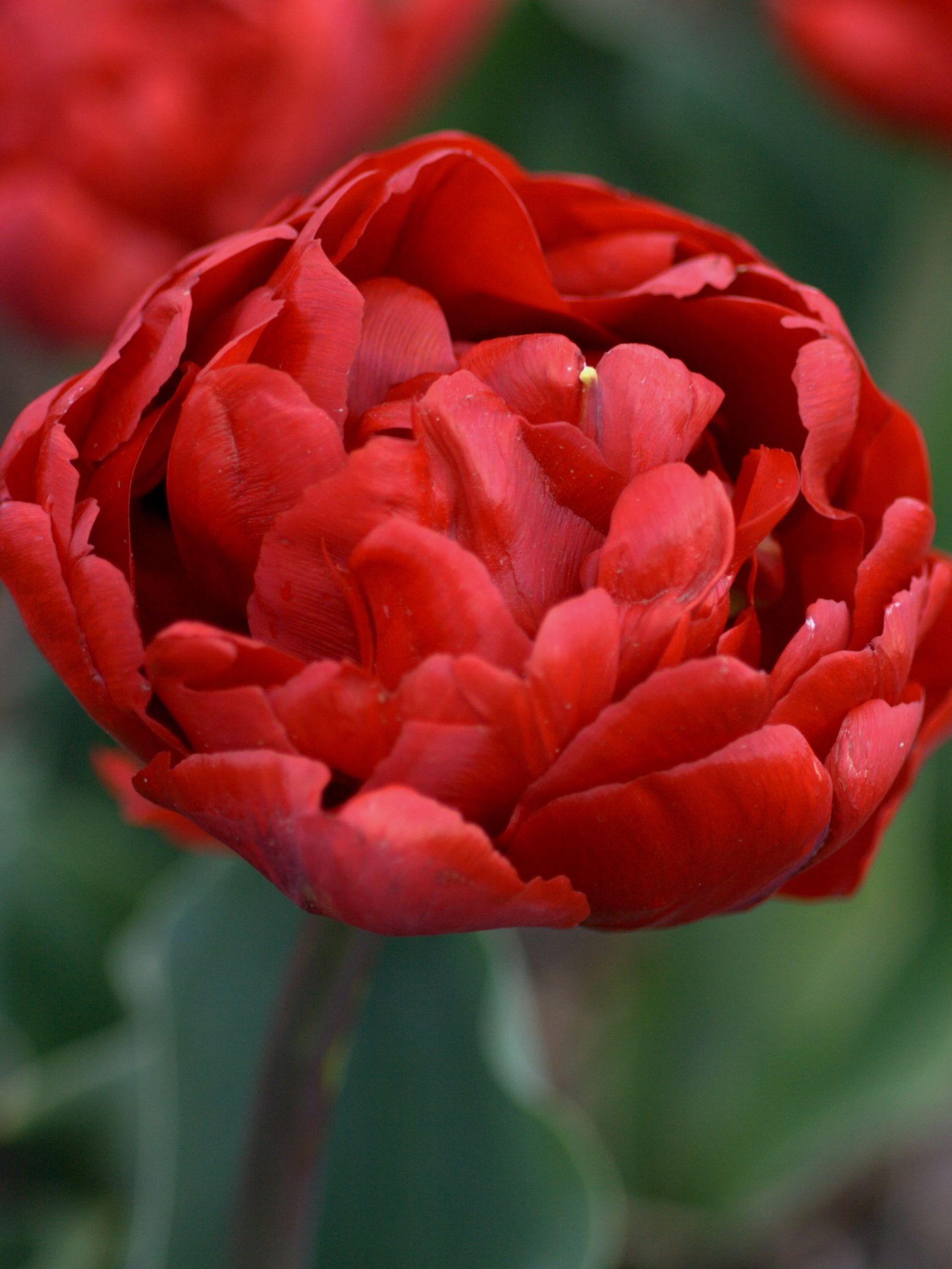 Tulip Double Early Red Foxtrot (Tulip - Pre-Order for Fall 2022)