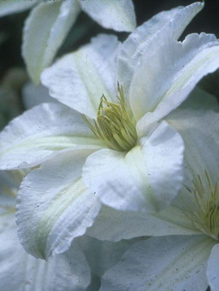 Clematis John Huxtable (Clematis)
