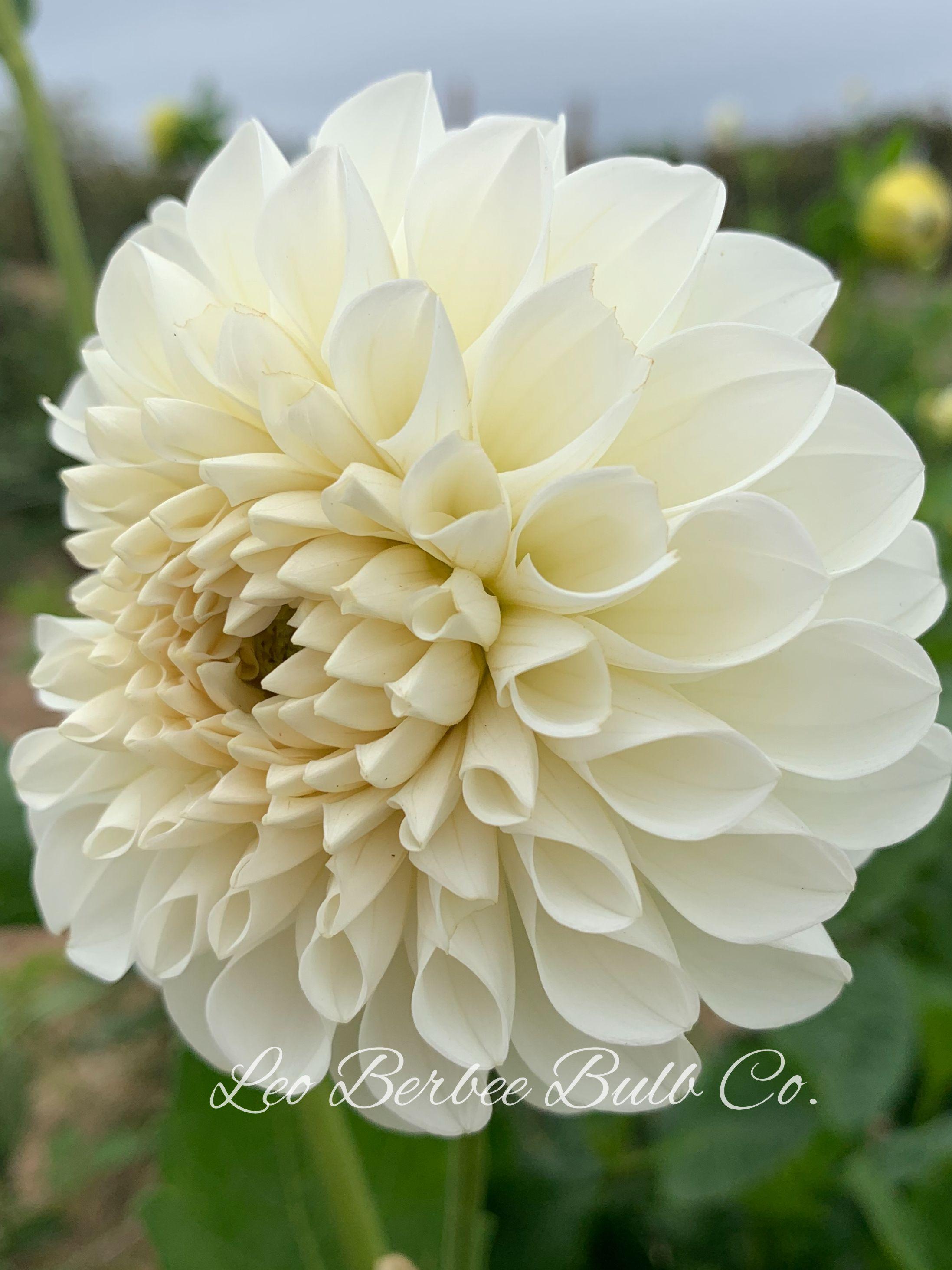 Dahlia Ball Type Boom Boom White (Ball Dahlia)