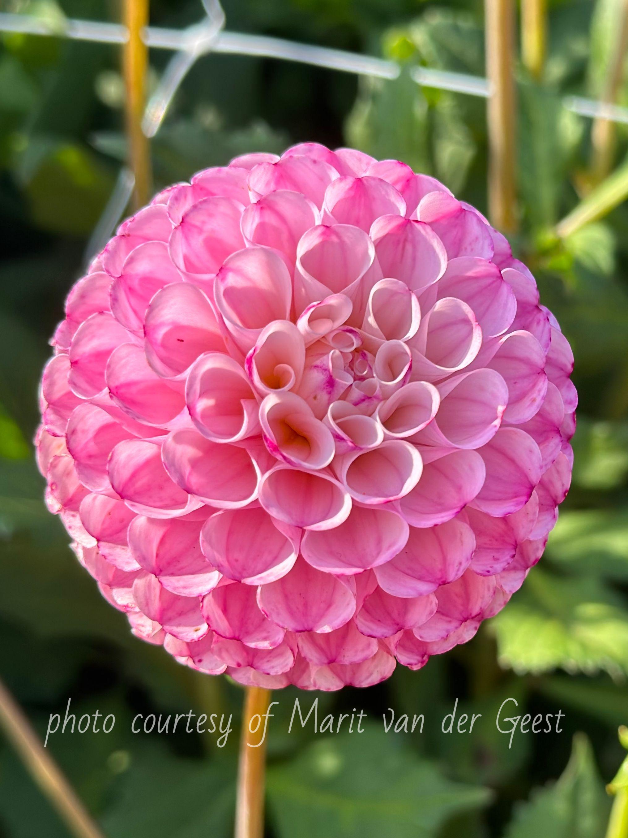 Dahlia Ball Type Chimacum Davi (Ball Dahlia - Pre-Order for 2024)