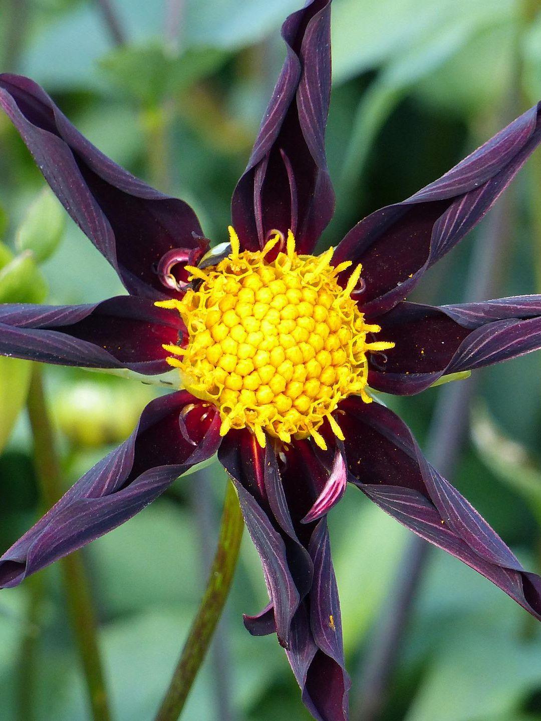 Dahlia Single Orchid Type Verrone's Obsidian (Single Orchid Dahlia)