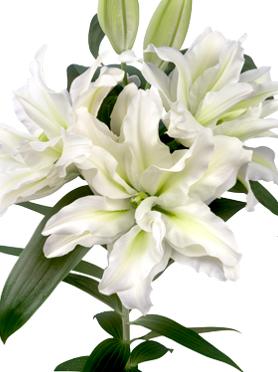 Lilies Double Oriental Roselily Aisha (Double Oriental Lilies - Pre-Order for 2024)