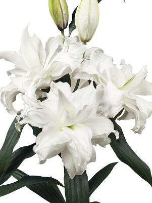 Lilies Double Oriental Roselily Angela (Double Oriental Lilies)