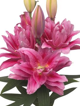 Lilies Double Oriental Roselily Viola (Double Oriental Lilies)