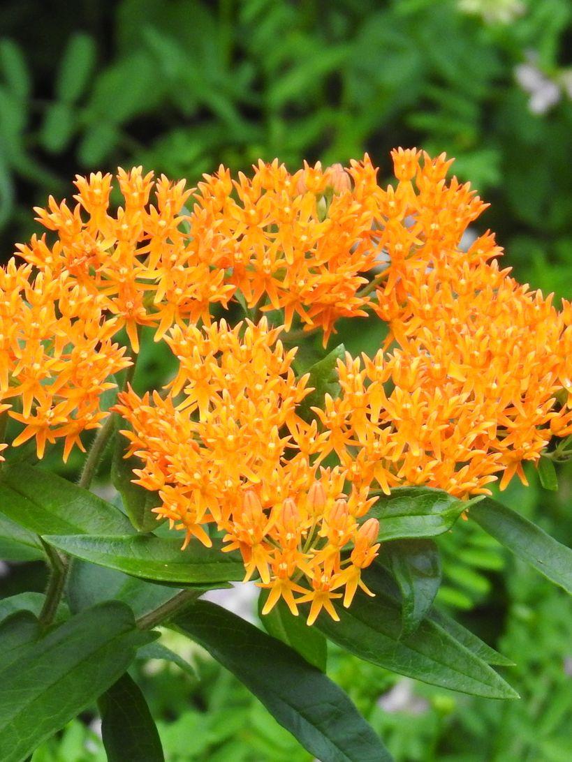 Asclepias Tuberosa (Butterfly Weed)
