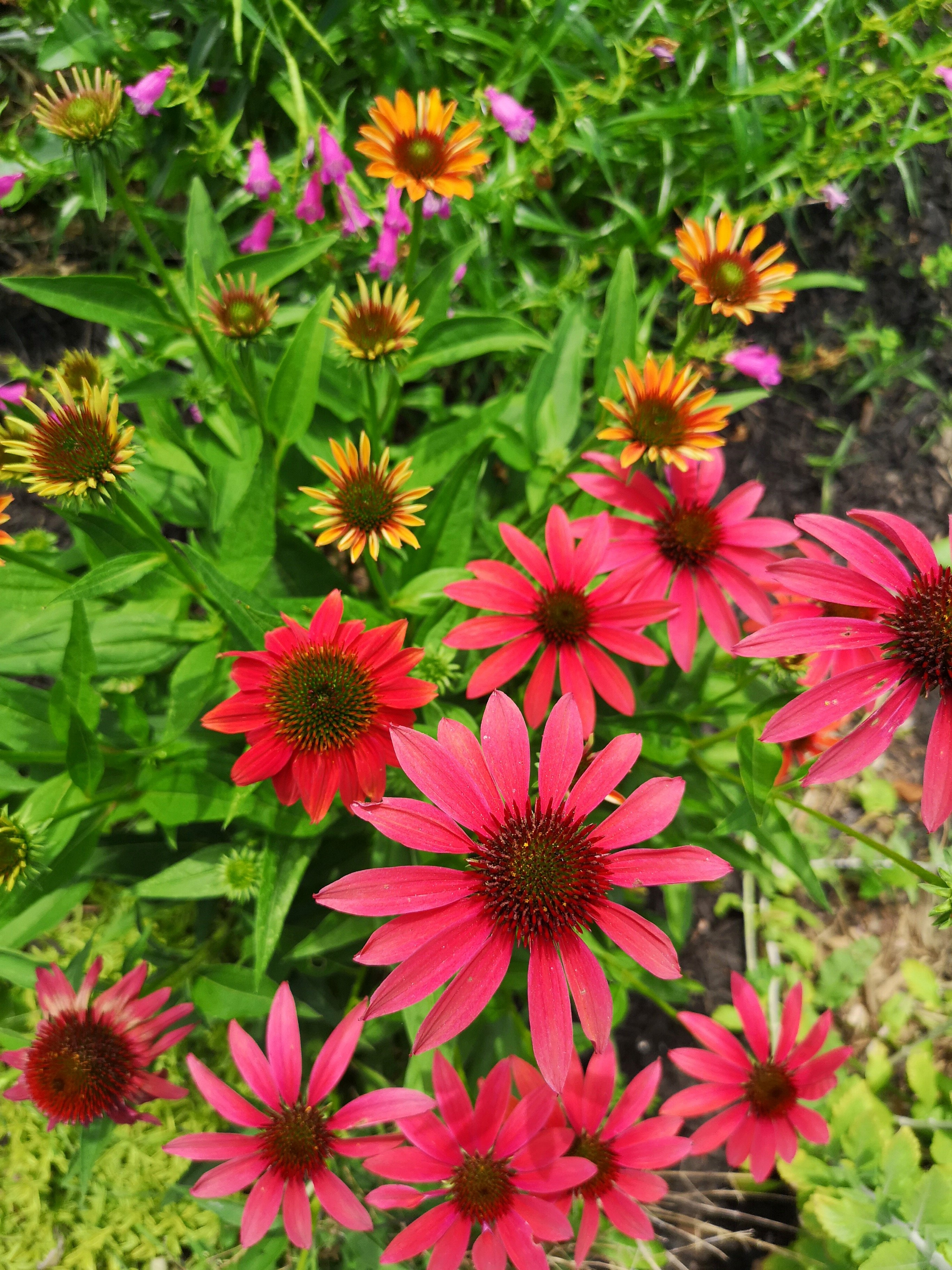 Echinacea Cheyenne Spirit (Coneflower)