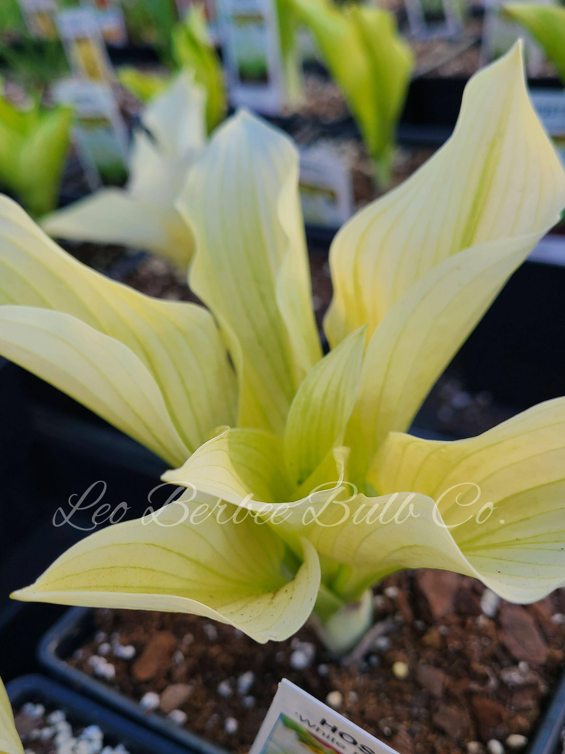 Hosta White Feathers (Hosta - Pre-Order for 2024)