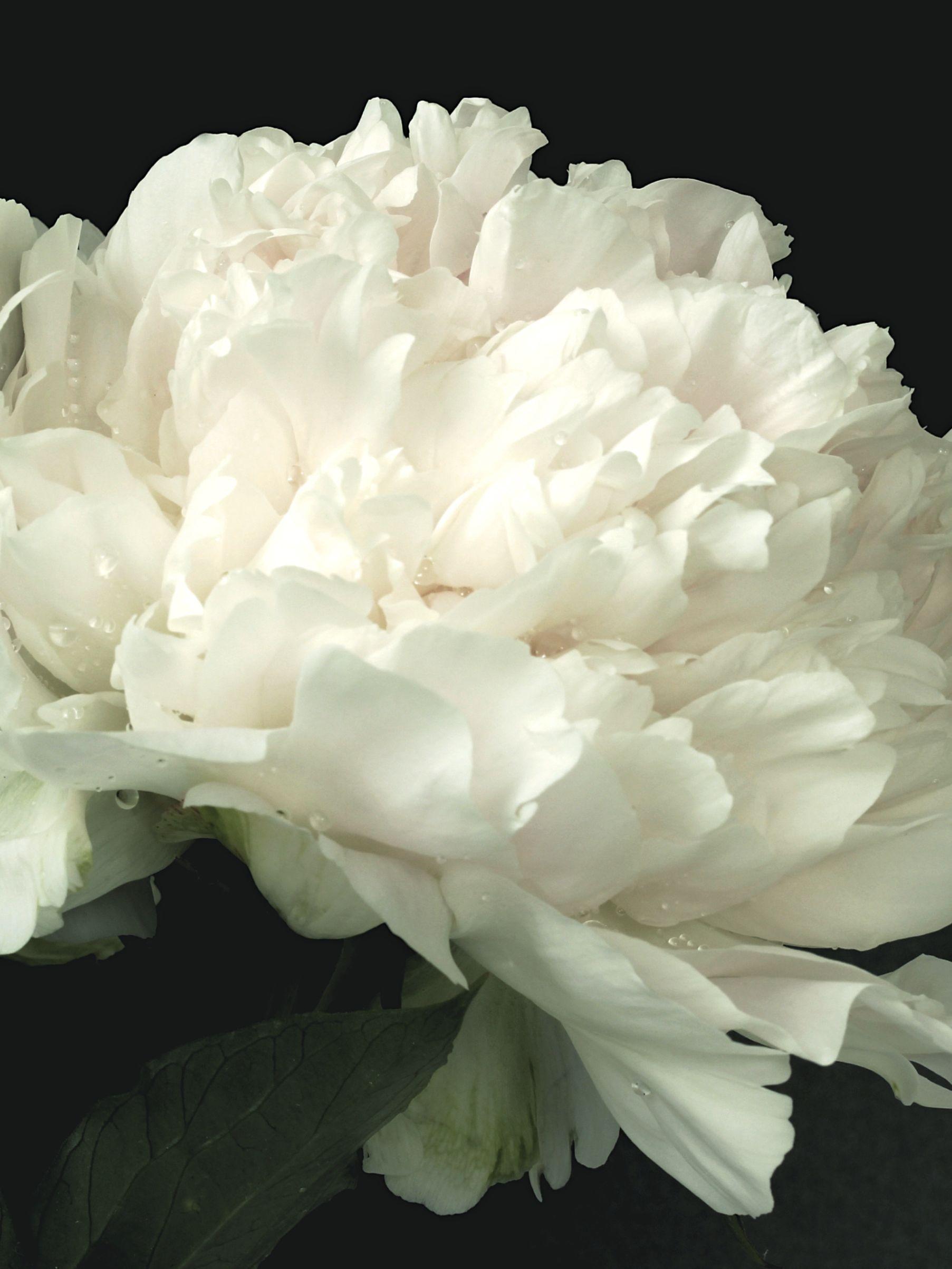Peony lactiflora Bowl of Cream (Peony)