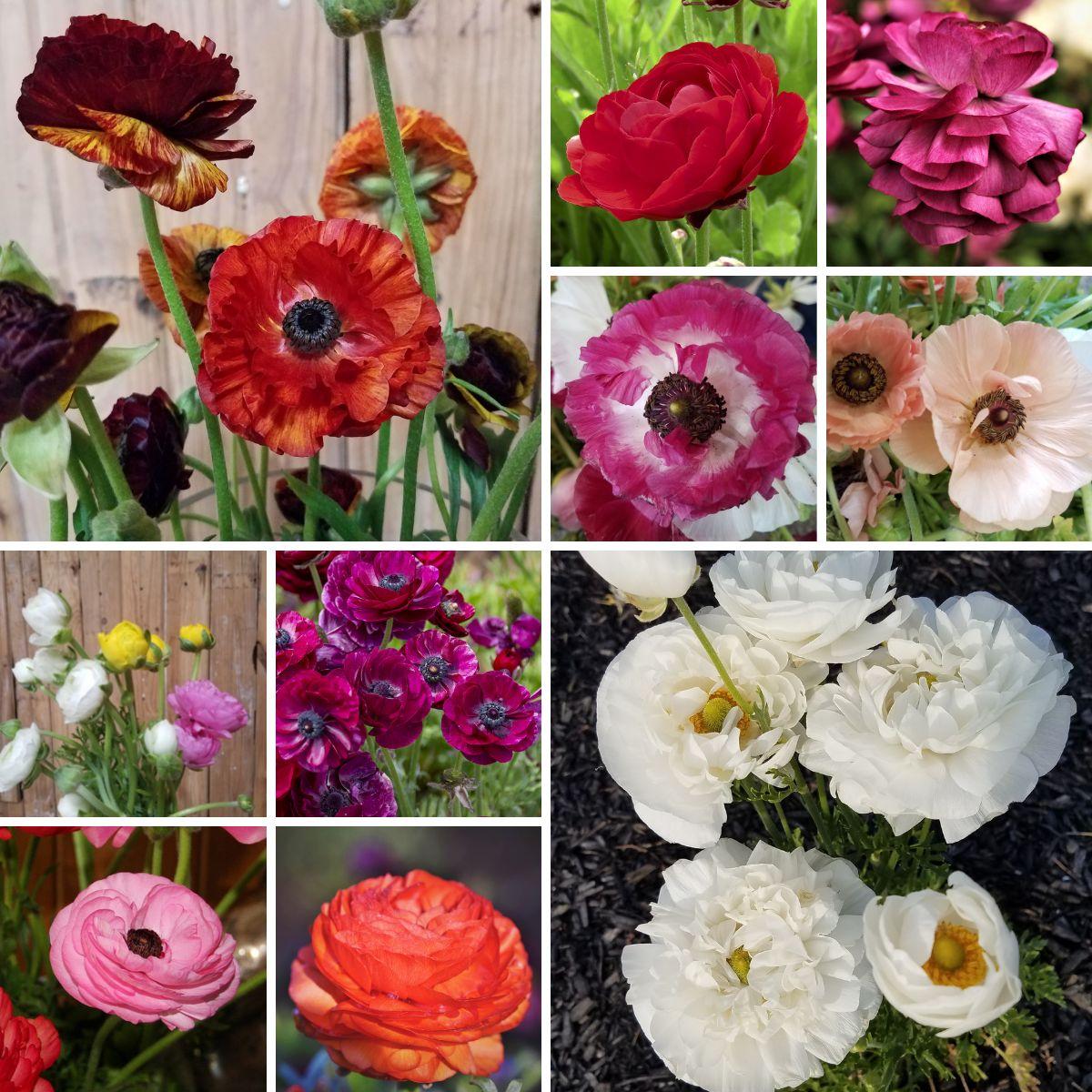 Sampler (Ranunculus Tecolote Sampler - Coming Soon for 2024)