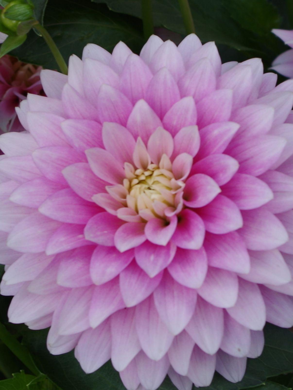 Dahlia Decorative Offshore Dream (Decorative Dahlia)