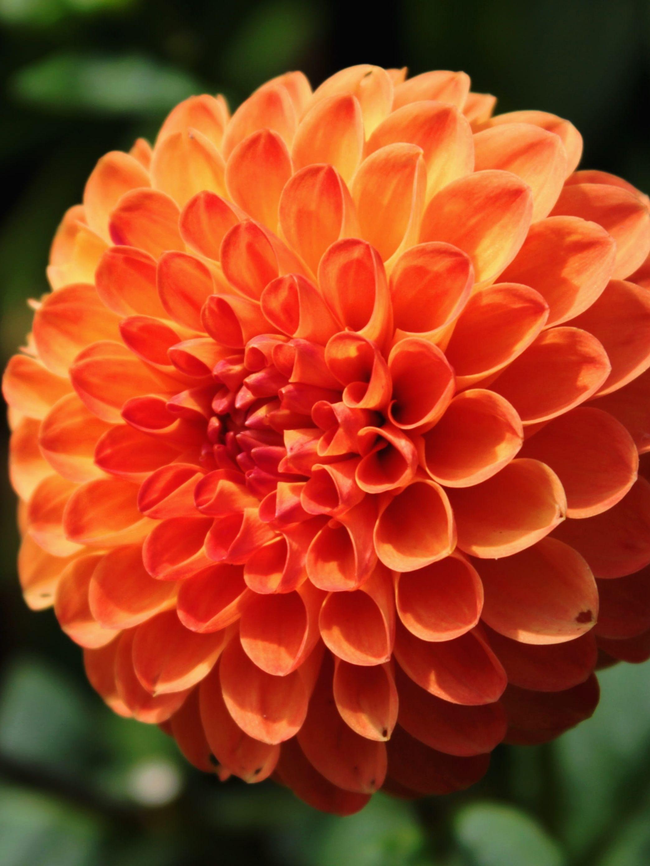 Dahlia Ball Type Safe Shot (Ball Dahlia - Pre-Order for 2024)