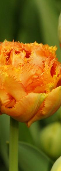 Tulip Fringed Sensual Touch (double) (Tulip)