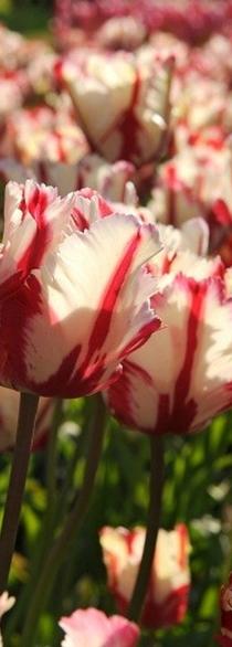 Tulip Parrot Estella Reijnveld (Tulip)