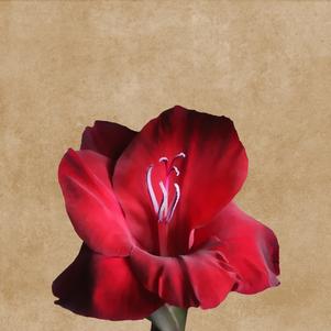 Gladiolus Black Surprise