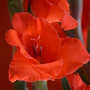 Gladiolus Fortuna Red